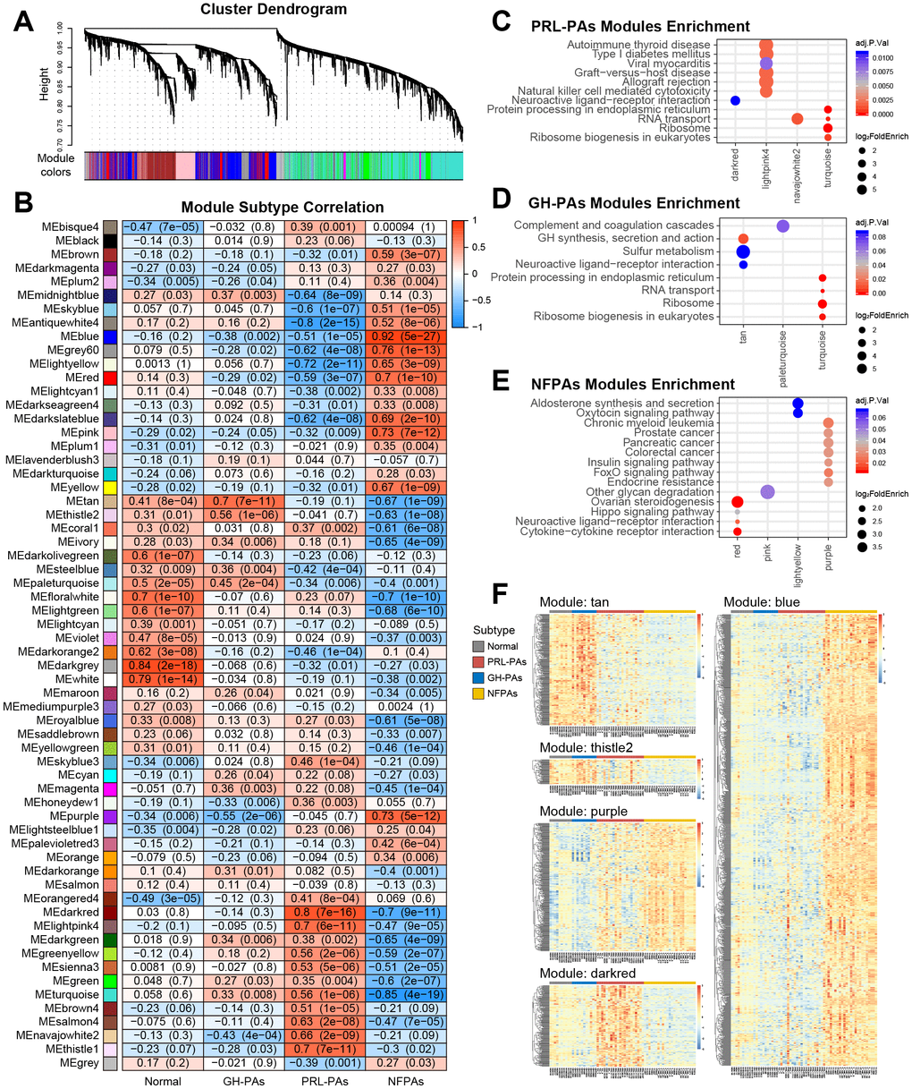 Weighted gene correlation network analysis (WGCNA) of transcriptome data reveals subtype specific coexpression modules. (A) WGCNA cluster dendrogram groups genes into distinct gene coexpression modules defined by dendrogram branch cutting. (B) Modules-subtype correlation heatmap of three PA subtypes and normal tissues. The cells in the heatmap were colored by the correlation between eigengene expression and each sample group, the correlation coefficients and P values were indicated in each cell. (C–E) KEGG pathway enrichment analysis of genes in the modules significantly associated with different PA subtypes. Adjusted P value F) Expression profiles of genes in key modules associated with PA subtypes.