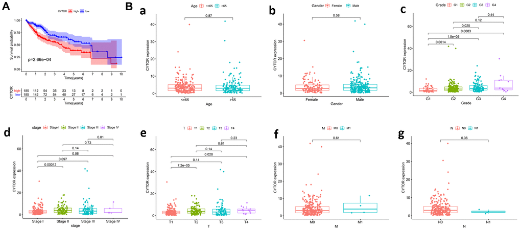 CYTOR expression is related to the clinical pathological characteristics and overall survival. (A) Impact of CYTOR expression on overall survival in HCC patients in TCGA cohort. (B) Association with CYTOR expression and clinicopathologic characteristics, including a: Age, b: Gender, c: Grade, d: Stage, e: T classification, f: M classification, g: N classification.