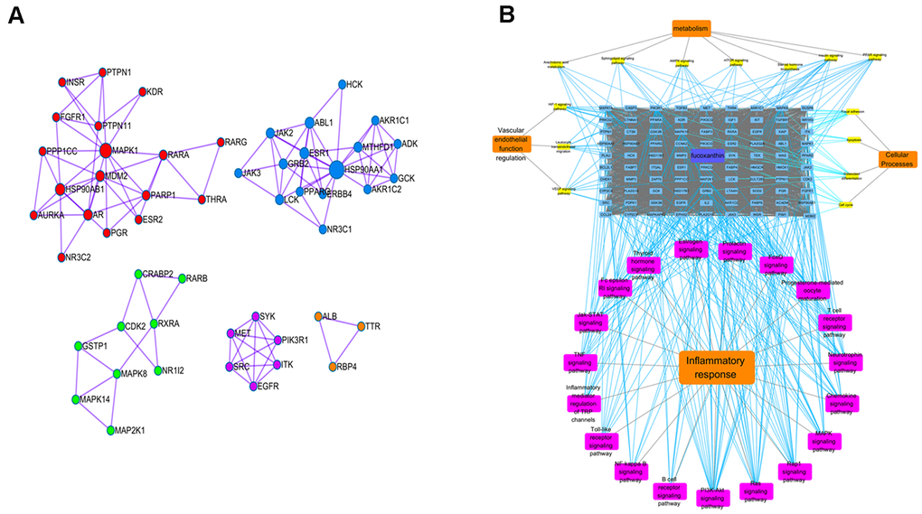 Potential anti-inflammatory mechanisms of Fucoxanthin by network pharmacological analysis. (A) Cluster analysis in MCODE. Different colors represent different clusters. (B) Target-pathway interaction diagram. The blue squares above represent fucoxanthin anti-ALI target, yellow squares represent vascular endothelial function regulation, metabolism, and cellular processes-related pathways, and the purple squares represent inflammatory response-related pathways.