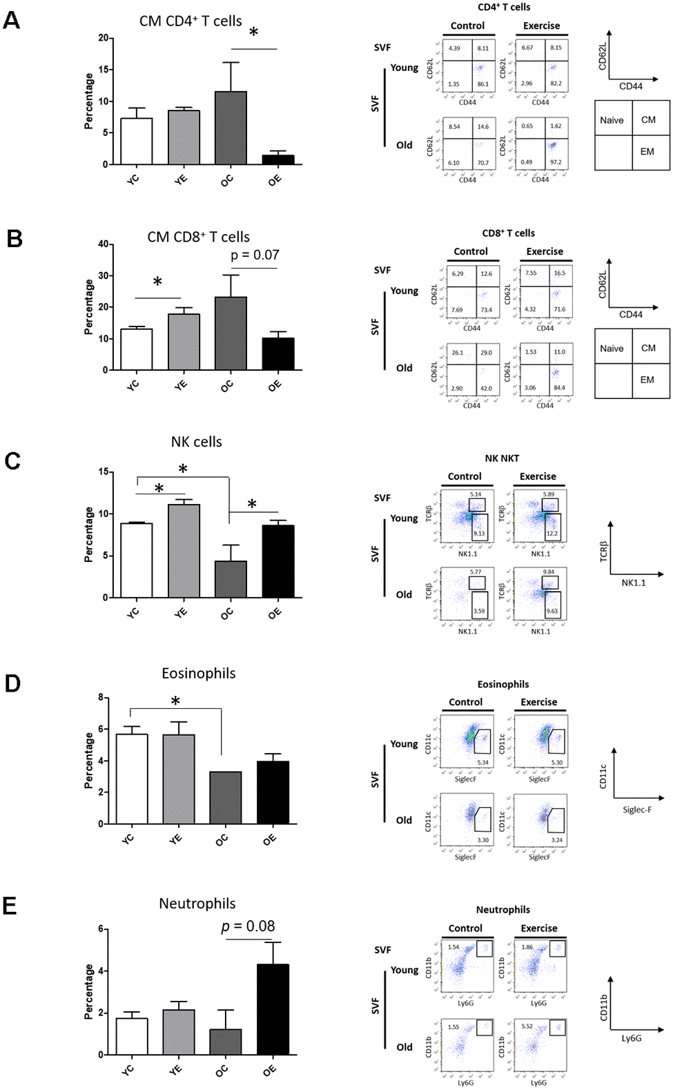 Effect of exercise on Immune cell profiling in SVF and spleen of young and aged mice. Bar graph and dot plots depict the frequencies of central memory (CM, CD62L+CD44+) CD4+ T cells (A); the frequencies of CM CD8+ T cells (B); the frequencies of NK (NK1.1+TCRβ-) cells (C); the frequencies of eosinophils (F4/80+Siglec-F+) (D); and the frequencies of neutrophils (F4/80-CD11c-CD11b+Ly6G+) (E) in SVF.
