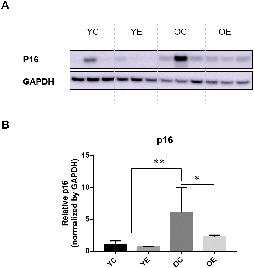 Impact of exercise on a senescence marker, p16 and energy regulating enzyme in adipose tissues of aged mice. (A) p16 and GAPDH were measured through immuno-blotting in the white adipose tissue (WAT) of both young and old mice after 4-week of treadmill exercise or sedentariness. Representative 3 samples per group are shown (total n=5, each group). (B) Bar graph depicts the mean (± standard error of the mean, SEM) intensity ratio of p16 to GAPDH bands measured using ImageJ program. *p p 