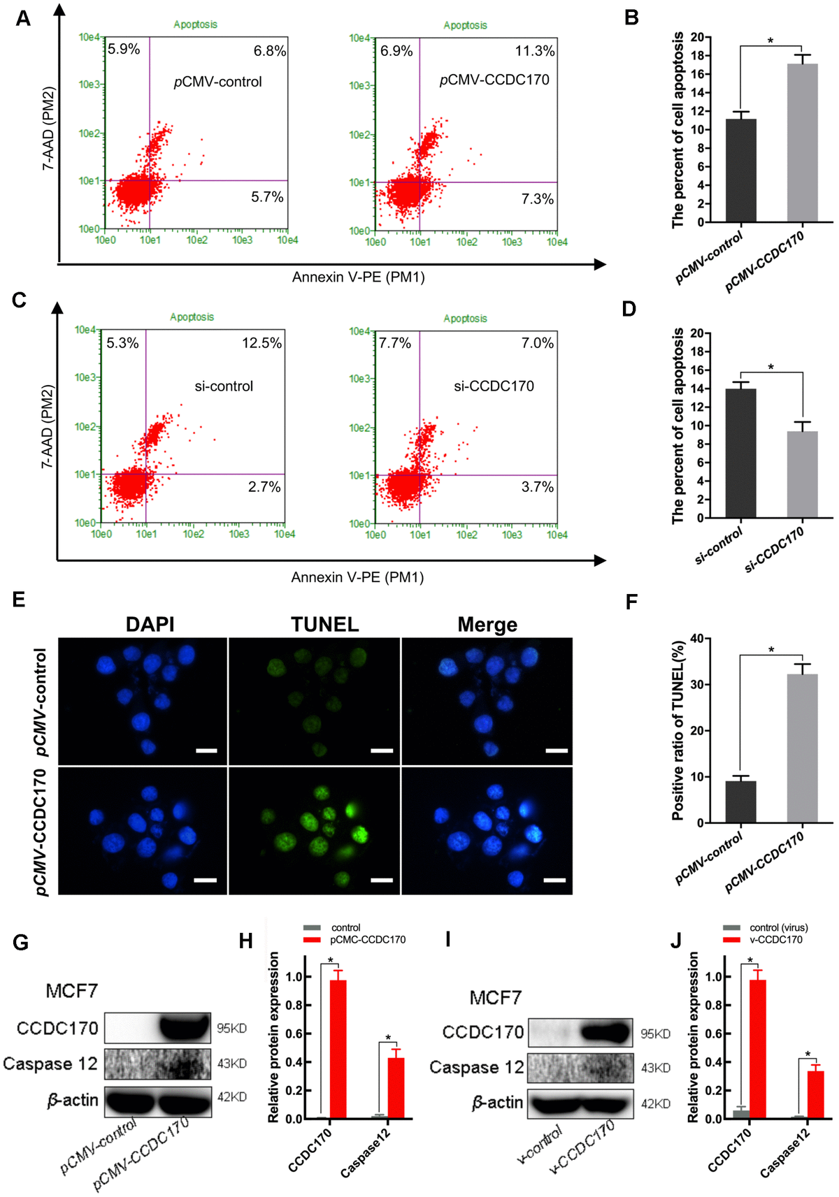 ccdc170-affects-breast-cancer-apoptosis-through-ire1-pathway-figure