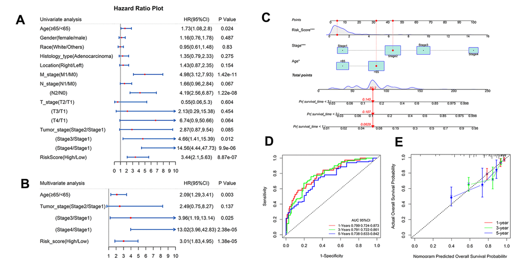 Independent analysis of IRG and construction of nomogram and performance assessment. (A, B) Univariate and multivariate Cox regression analysis of prognostic factors in TCGA. (C) Nomogram based on clinical factors and risk grads in TCGA. (D) AUC values for 1-, 3-, and 5-year survival rates in a nomogram. (E) Calibration for the possibility of 1-, 3-, and 5-year survival in a nomogram.