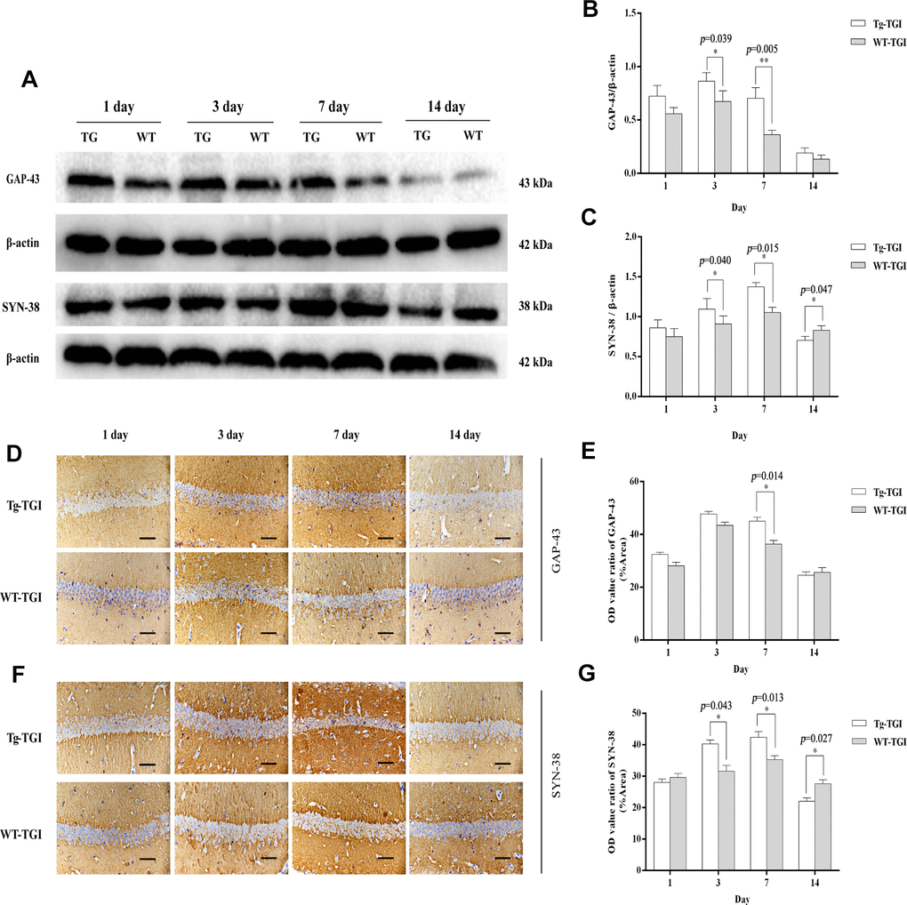 Protective efficacy of neuritin overexpression on cerebral ischemia−reperfusion injury revealed by upregulation of synaptic markers. (A) Western blots of GAP-43 and synaptophysin (SYN-38) expression at the indicated times after transient global ischemia (TGI). β-actin was used as the gel loading control. (B, C) Quantitative analysis of the Western blot results for GAP-43 and SYN-38 shown in (A), respectively. Protein bands were quantified by optical density (OD) measurements. (D, F) Protein expression levels of GAP-43, SYN-38, respectively, in hippocampal CA1 by immunohistochemistry. (E) Quantitative analysis of the immunohistochemistry results for GAP-43 shown in (D). (G) Quantitative analysis of the immunohistochemistry results for SYN-38 shown in (F). Tg-TGI: neuritin-overexpressing transgenic mice subjected to TGI; WT-TGI: wild-type mice subjected to TGI. Six randomly chosen brain sections from three mice were used for statistical analysis. Data are expressed as mean ± S.E.M. n = 6 mice per group, scale bar=50 μm, *p p 