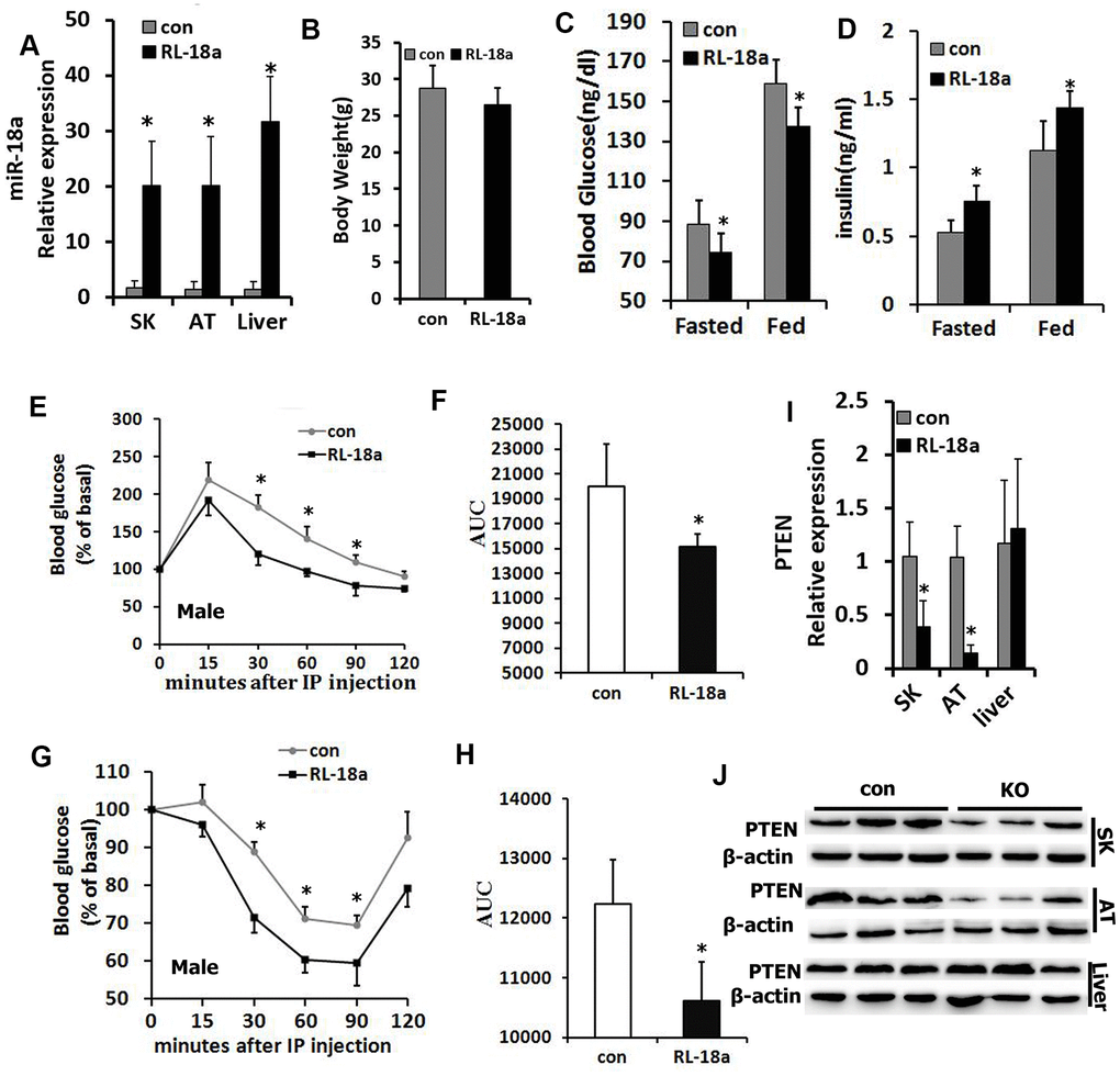 Overexpression of miR-18a enhances glucose metabolism and insulin sensitivity in male RL-18a mice. (A) MiR-18a transgene levels in multiple tissues from RL-18a mice were determined using qRT-PCR. (B) Body weights of RL-18a and control mice (n=7). (C) Blood glucose concentrations in fed and 12-hour-fasted mice at different times. (D) Serum insulin concentrations in fed and 12-hour-fasted mice. (E, F) Glucose tolerance test results determined with an enzyme-linked immunosorbent assay in 12-hour-fasted mice (E), and the area under the curve (AUC) for this test (F). (G, H) Insulin tolerance test in 12-hour-fasted mice (G), and the AUC for this test (H). (I) PTEN expression in skeletal muscle (SK), adipose tissue (AT) and liver samples from RL-18a mice, assessed using qRT-PCR. (J) PTEN expression in SK, AT and liver samples from RL-18a mice, assessed using Western blotting. n=7 male mice/group.