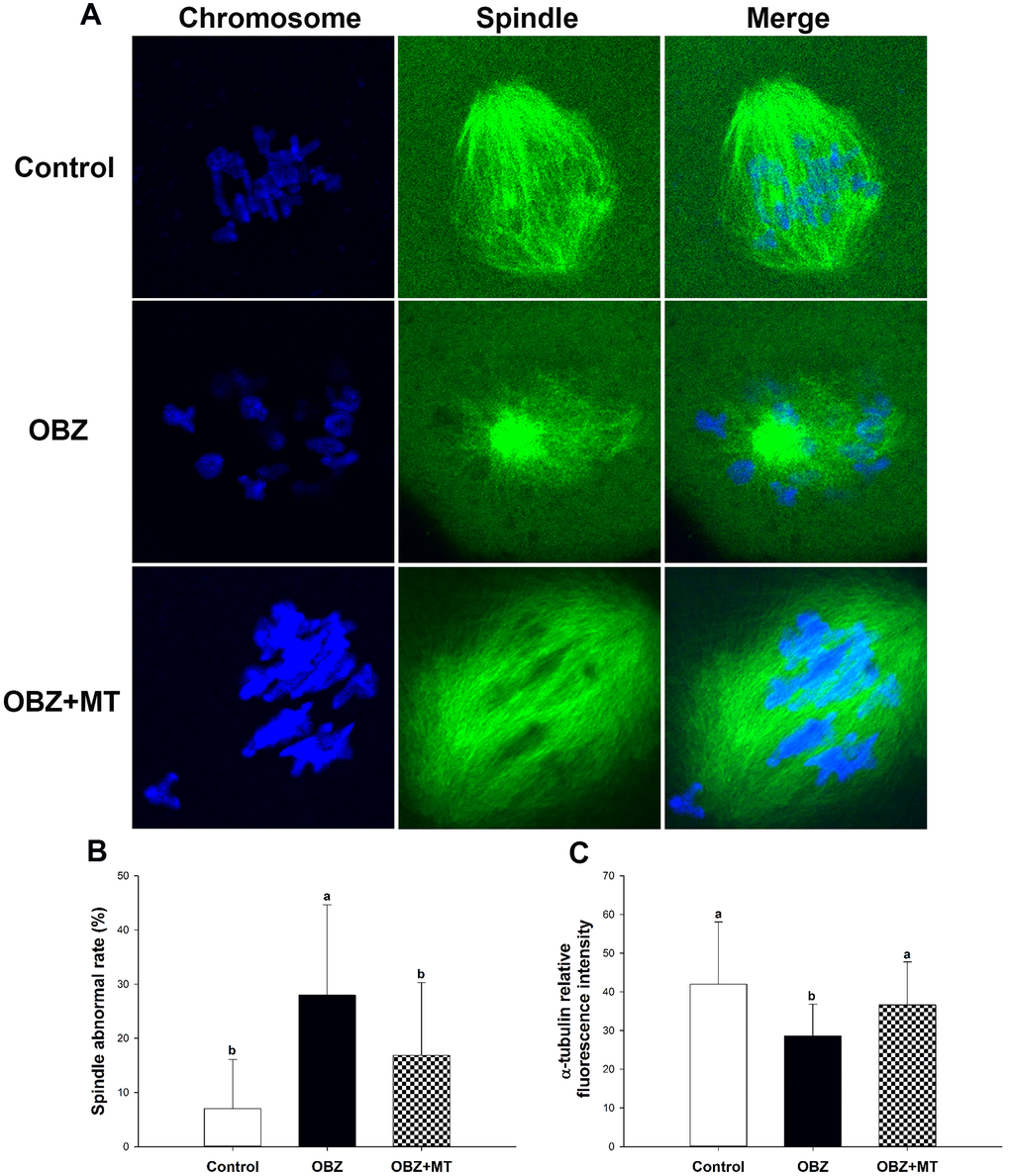 Effects of melatonin on spindle formation and chromosome alignment in OBZ-exposed mice in vivo. (A) Representative images of spindle morphologies and chromosome alignment in the control, OBZ-exposed, and melatonin+OBZ-treated oocytes. Green, α-tubulin; blue, DNA. (B) The rate of abnormal spindles observed in each treatment group. (C) Fluorescence intensity analysis of α-tubulin in the control, OBZ-exposed, and melatonin+OBZ-treated oocytes. Values indicated by different letters are significantly different (P 
