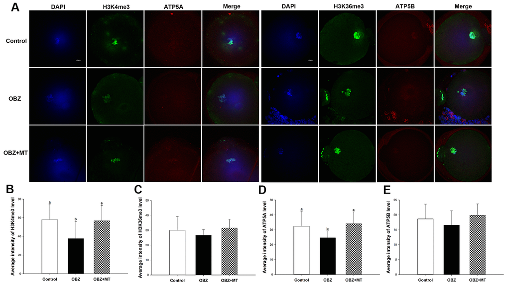 Effects of melatonin on H3K4me3, H3K36me3, ATP5A, and ATP5B levels in OBZ-exposed oocytes. (A) Immunofluorescence staining for H3K4me3, H3K36me3, ATP5A, and ATP5B in the control, OBZ-exposed, and melatonin+OBZ-treated oocytes. Green, H3K4me3 and H3K36me3; red, ATP5A and ATP5B; blue, DNA. Scale bar, 10 μm. (B–E) Average fluorescent intensities for H3K4me3 (B), H3K36me3 (C), ATP5A (D), and ATP5B (E) in mouse oocytes from the different groups. Values indicated by different letters are significantly different (P 