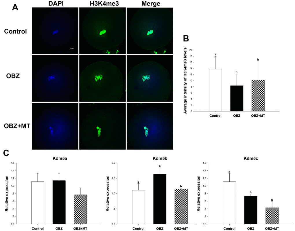 Effects of melatonin on the H3K4me3 levels and expression of the Kdm5 family of genes in OBZ-exposed mice in vivo. (A) Immunofluorescence staining for H3K4me3 in the control, OBZ-exposed, and melatonin+OBZ-treated oocytes. Green, H3K4me3; blue, DNA. Scale bar, 10 μm. (B) Average fluorescence intensity for H3K4me3 in mouse oocytes from the different groups. (C) Expression analysis of genes involved in histone H3K4me3 demethylation (Kdm5a, Kdm5b, and Kdm5c) from different groups. Values indicated by different letters are significantly different (P 