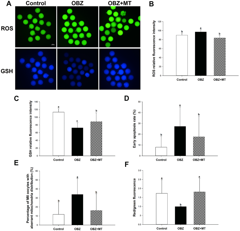 Effects of melatonin on the quality of matured oocytes from OBZ-exposed mice in vivo. (A) Representative images of ROS and GSH levels in the control, OBZ-exposed, and melatonin+OBZ-treated oocytes. Scale bar, 50 μm. (B) Intracellular ROS and (C) GSH levels in mouse oocytes from each treatment group. (D) Proportion of early apoptotic oocytes in each treatment group. (E) Proportion of oocytes with aberrant distribution of mitochondria in each treatment group. (F) Relative MMP is represented as the ratio of red to green intensity. Values indicated by different letters are significantly different (P 