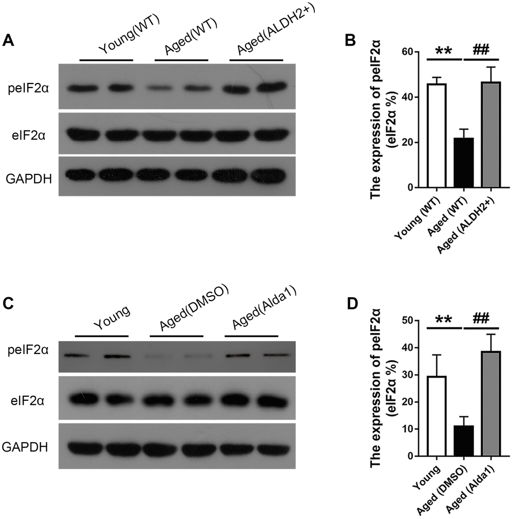 The expression of eIF2α and peIF2α in aged ALDH2 overexpression mice and aged Alda1-treated mice. (A) A typical WB image of eIF2α and peIF2α in aged ALDH2 overexpression mice; (B) The expression of peIF2α/eIF2α in aged ALDH2 overexpression mice; (C) a typical WB image of eIF2α and peIF2α in aged Alda1-treated mice; (D) The expression of peIF2α/eIF2α in aged Alda1-treated mice. All analyses were performed in duplicate. Values are presented as the mean ± SD, n = 4 mice per group. **Pvs young (WT) group or aged (DMSO) group and aged (Alda1) group vs Young group; ##Pvs aged (WT) group or aged (Alda1) group vs aged (DMSO) group.