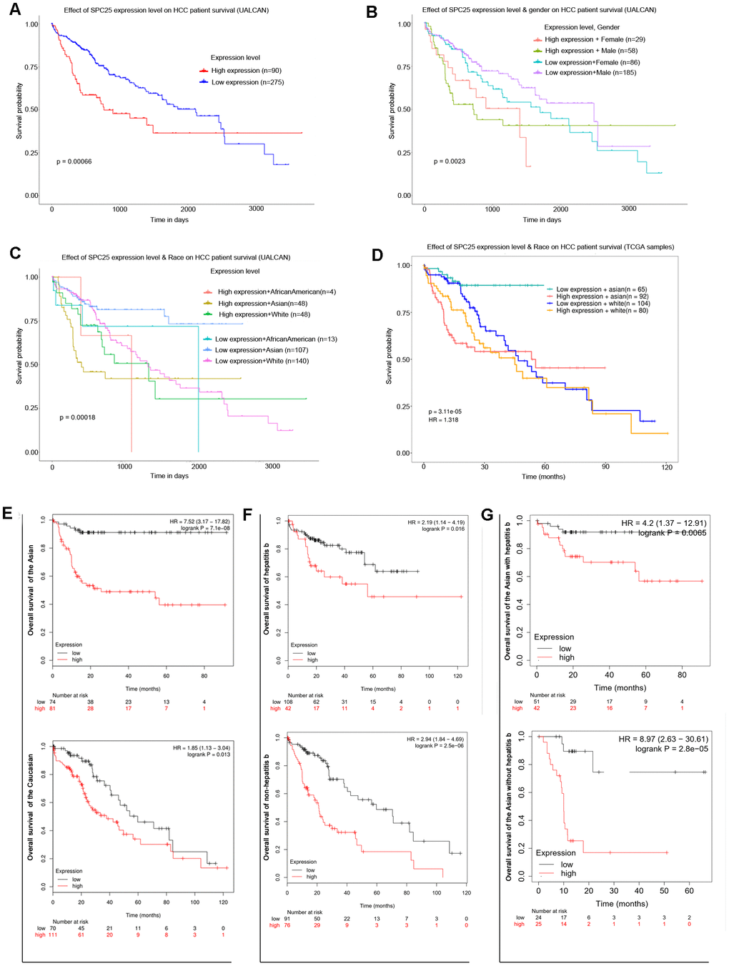 Prognostic role of SPC25 mRNA in HCC patients. (A) Effect of SPC25 expression level on HCC patient survival (UALCAN). (B) Effect of SPC25 expression level and gender on HCC patient survival (UALCAN). (C) Effect of SPC25 expression level and Race on HCC patient survival (UALCAN). (D) Effect of SPC25 expression level and Race on HCC patient survival (TCGA samples). (E) Subgroup overall survival analysis of SPC25 mRNA level in Asian or Caucasian HCC patients. (F) Subgroup overall survival analysis of SPC25 mRNA level in HCC patients with or without hepatitis b. (G) Subgroup overall survival analysis of SPC25 mRNA level in Asian HCC patients with or without hepatitis b.