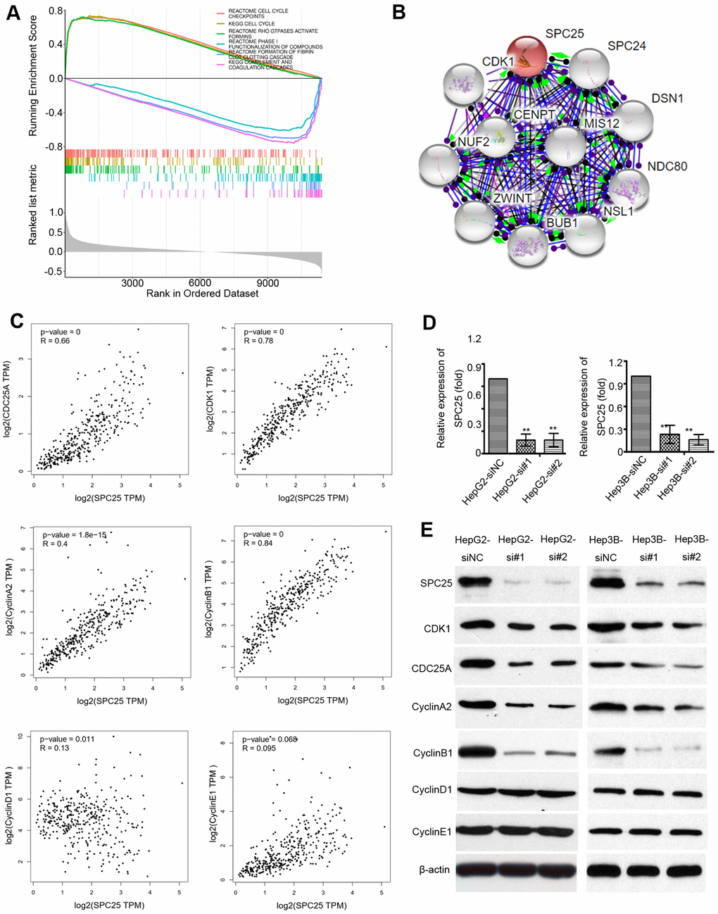 Mechanistic investigation into how SPC25 promotes HCCs growth. (A) Gene Set Enrichment Analysis (GSEA) shows statistically significant different biological function between subgroups of high SPC25 level and low SPC25 level. (B) STRING analysis of interactions between SPC25 and other proteins. (C) Correlation between SPC25 and cell cycle-regulation related genes, including CDK1, cdc25A, Cyclin A2, Cyclin B1, Cyclin D1, Cyclin E1. (D) Two siRNAs (si#1 and si#2) against SPC25 effectively silenced SPC25 expression, as determined by qRT-PCR. Negative control siRNA (siNC) and β-actin were used as negative and endogenous controls, respectively. The data are represented as the mean ± s.d. of three independent experiments. **P E) Silencing SPC25 decreased the protein level of SPC25, CDK1, cdc25A, Cyclin A2, Cyclin B1, Cyclin D1, and Cyclin E1.