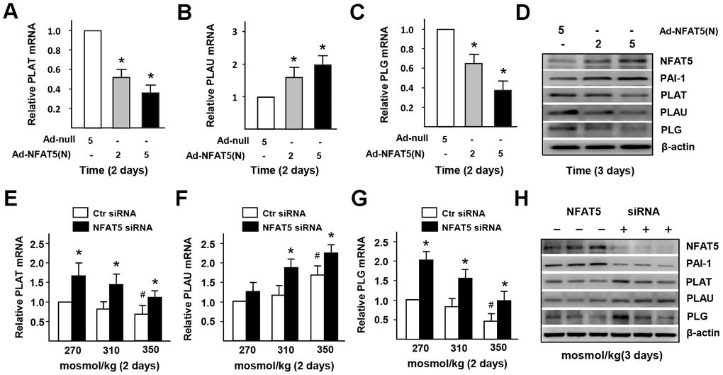 High-salt induces the dysfunction of PAI-1-dependent fibrinolysis in ECs via NFAT5. (A–D) mRNA and protein expression of fibrinolysis genes (PLAT, PLAU and PLG) in HUVECs that treated by Adenovirus-null (Ad-null) or Adenovirus-NFAT5 (Ad-NFAT5). (E–H) mRNA and protein expression of fibrinolysis genes (PLAT, PLAU and PLG) in HUVECs that transfected with Ctr siRNA or NFAT5 siRNA under high-salt condition. All data were presented as mean ± SEM, N≥3. *p 
