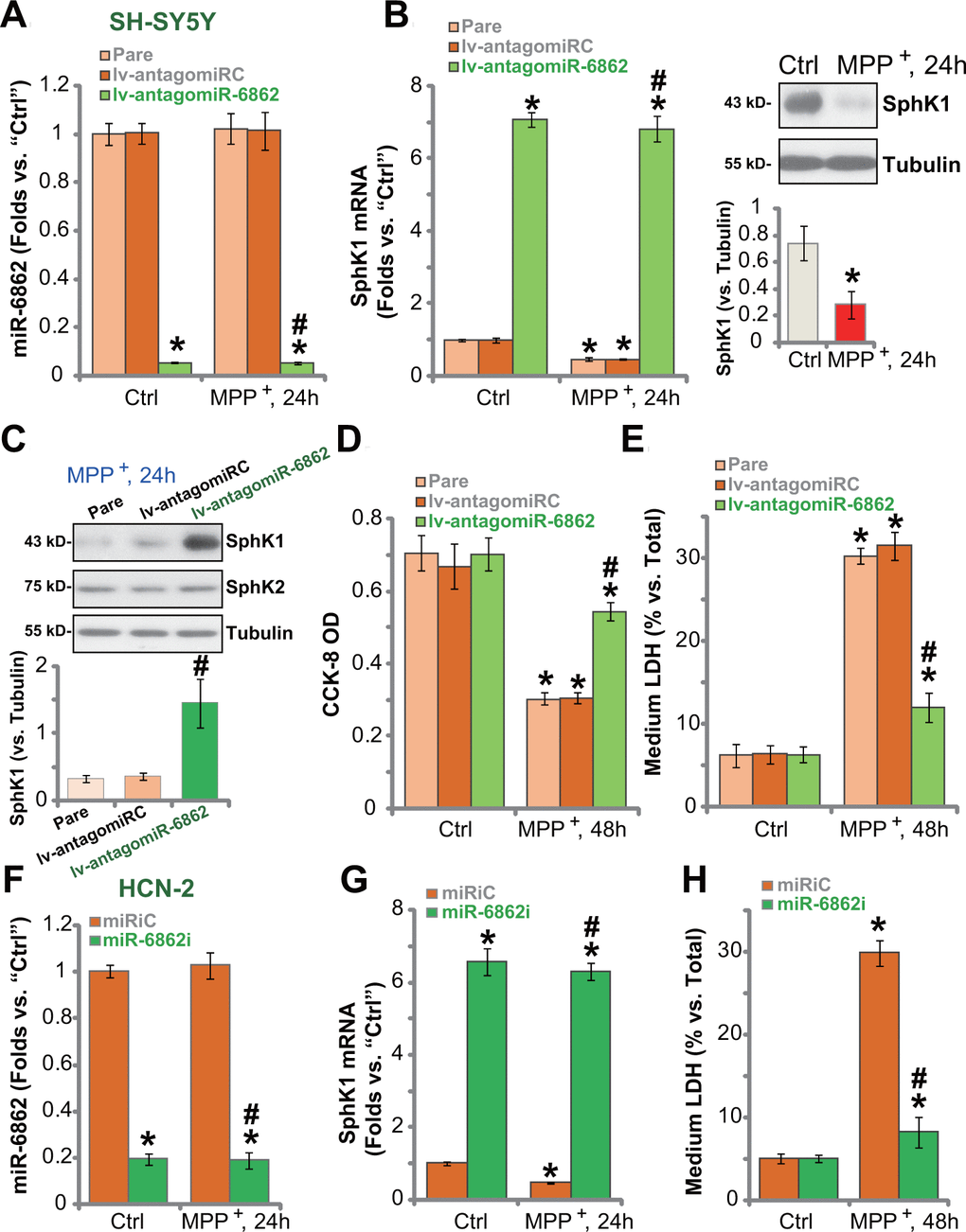 miR-6862 inhibition protects neuronal cells from MPP+. Parental control SH-SY5Y cells (“Pare”) as well as stable SH-SY5Y cells, expressing the lentiviral construct encoding the anti-sense of premiR-6862 (lv-antagomiR-6862) or the anti-sense control sequence (lv-antagomiRC), were treated with or without MPP+ (3 mM); Cells were then cultured for applied time periods, expression of miR-6862 (A) and SphK1 mRNA (B) was tested by qPCR assays, with SphK1 protein expression tested by Western blotting analyses (B, C); Cell viability and death were tested by the CCK-8 assay (D) and the LDH release assay (E), respectively. HCN-2 neuronal cells were transfected with 500 nM of miR-6862 inhibitor (miR-6862i) or the miR inhibitor control (miRiC) for 48h. Cells were then treated with or without MPP+ (3 mM) and cultured for indicated time periods, expression of miR-6862 (F) and SphK1 mRNA (G) was tested by qPCR, with cell death examined by medium LDH release assay (H). Bars stand for mean ± standard deviation (SD, n=5). * P #P + treatment in “Pare” cells or “miRiC” cells. Experiments in this figure were repeated five times, with the similar results obtained.