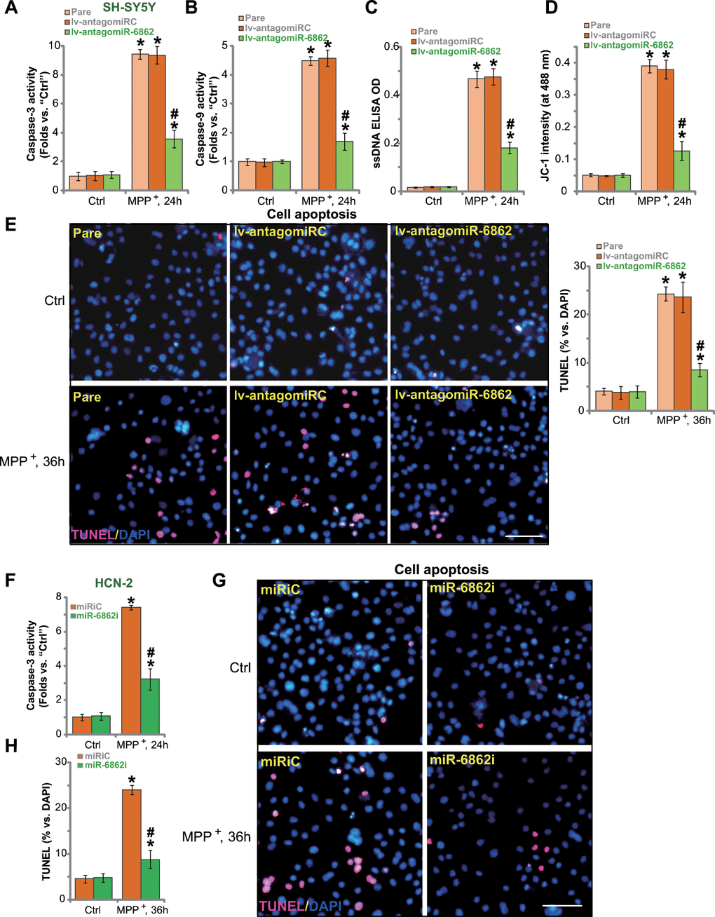 miR-6862 inhibition attenuates MPP+-induced apoptosis in neuronal cells. Parental control SH-SY5Y cells (“Pare”) as well as stable SH-SY5Y cells, expressing the lentiviral construct encoding the anti-sense of premiR-6862 (lv-antagomiR-6862) or the anti-sense control sequence (lv-antagomiRC), were treated with or without MPP+ (3 mM); Cells were then cultured for applied time periods, the caspase-3/-9 activity (A, B), single strand DNA (ssDNA) contents (C) and mitochondrial depolarization (recording JC-1 intensity at 488 nm, D) were tested. Cell apoptosis was tested by nuclear TUNEL staining assay (E). HCN-2 neuronal cells were transfected with 500 nM of miR-6862 inhibitor (miR-6862i) or the miR inhibitor control (miRiC) for 48h. Cells were then treated with or without MPP+ (3 mM) and cultured for indicated time periods, caspase-3 activity (F) and cell apoptosis (G, H) were tested similarly. Bars stand for mean ± standard deviation (SD, n=5). * P #P + treatment in “Pare” cells or “miRiC” cells. Experiments in this figure were repeated five times, with the similar results obtained. Scale bar= 100 μm (E, G).