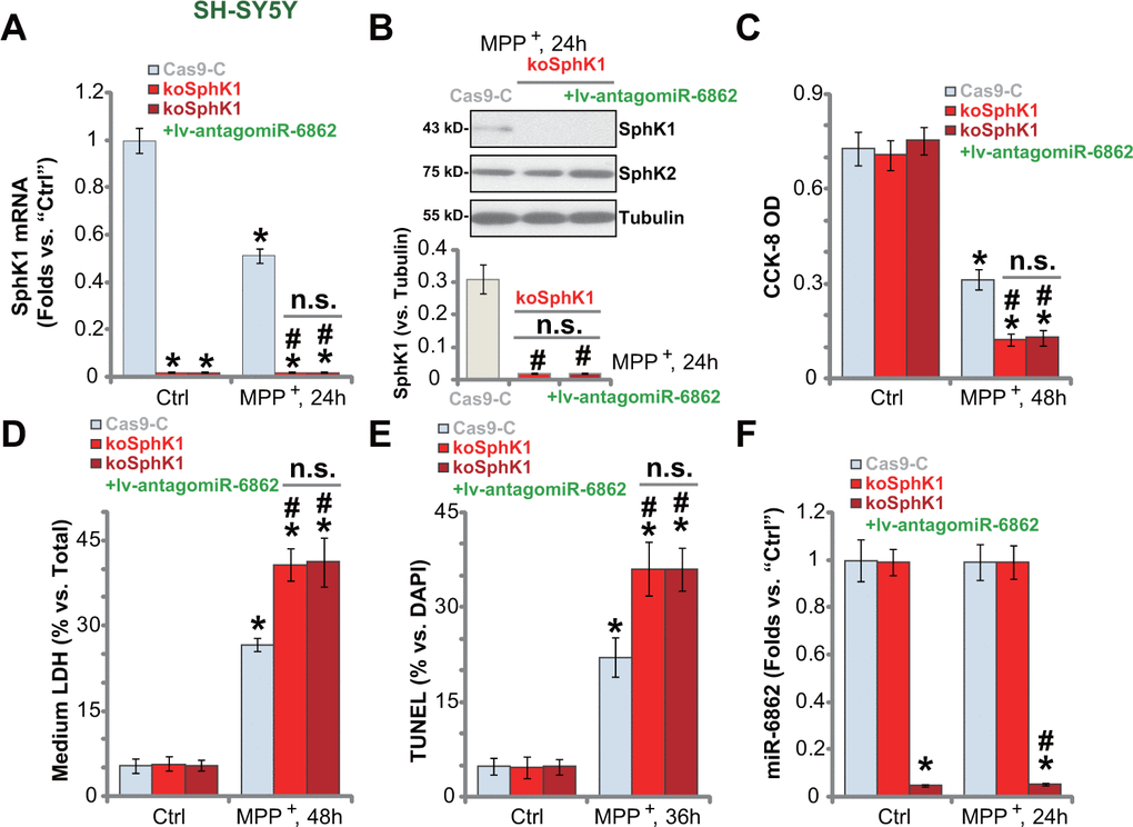 SphK1 knockout intensifies MPP+-induced neuronal cell death. Stable SH-SY5Y cells expressing the lentiCRISPR-GFP-SphK1-KO construct (“koSphK1” cells) were further transduced with or without the lentiviral construct encoding the anti-sense of premiR-6862 (lv-antagomiR-686), control cells were transduced with lentiCRISPR-GFP empty vector (“Cas9-C”); Cells were treated with or without MPP+ (3 mM) and then cultured for applied time periods, SphK1 mRNA and protein expression was tested (A, B); Cell viability and death were tested by CCK-8 (C) and LDH release (D) assays, respectively; Cell apoptosis was examined by nuclear TUNEL staining assay (E). miR-6862 expression was shown (F). Bars stand for mean ± standard deviation (SD, n=5). * P #P + treatment in “Cas9-C” cells. “n.s.” stands for non-statistical difference. Experiments in this figure were repeated five times, with the similar results obtained.