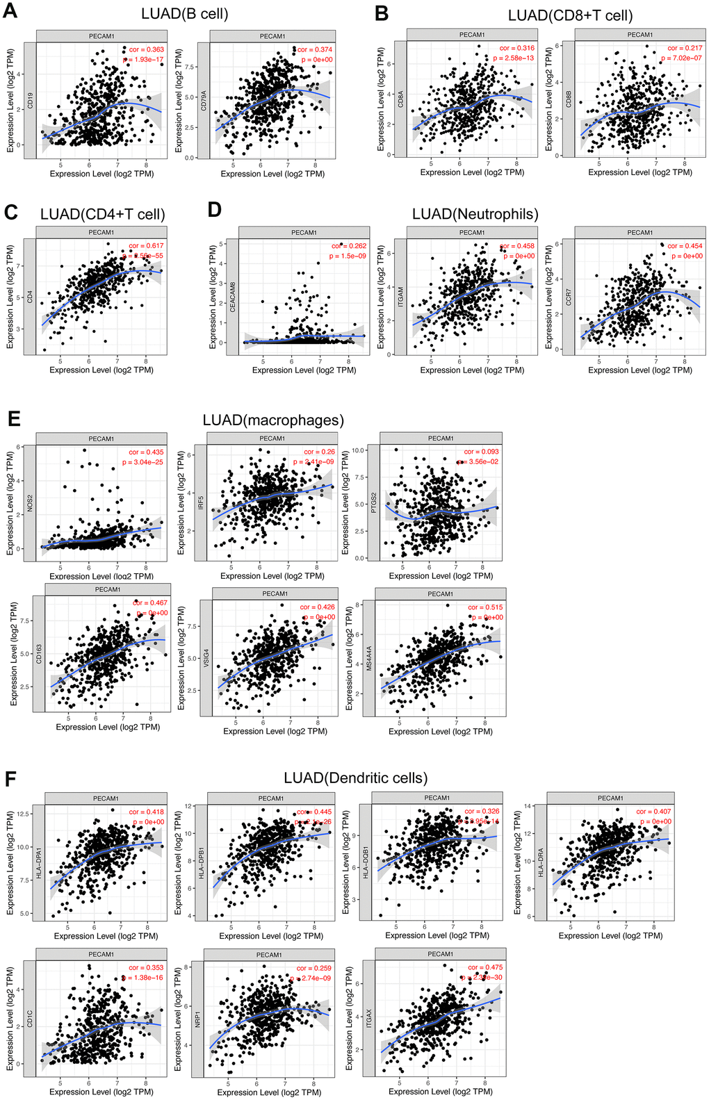 Correlation of PECAM1 expression with gene markers of tumor-infiltrating immune cells in LUAD. (A) Correlation with gene markers of B cells in LUAD. (B) Correlation with gene markers of CD8+ T cells in LUAD. (C) Correlation with gene markers of CD4+ T cells in LUAD. (D) Correlation with gene markers of neutrophils in LUAD. (E) Correlation with gene markers of macrophages in LUAD. (F) Correlation with gene markers of DCs in LUAD.