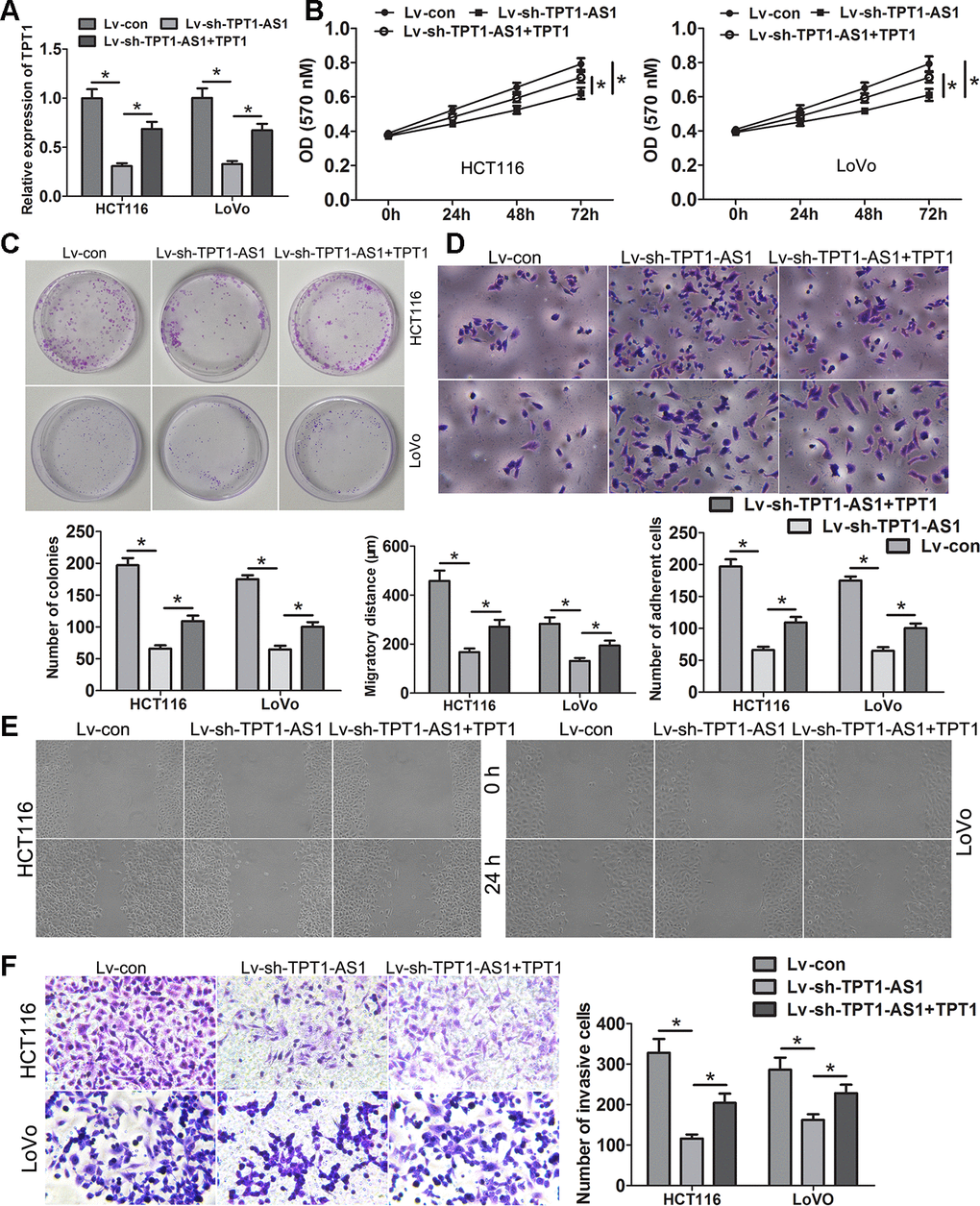 TPT1-AS1 promotes CRC progression via TPT1. (A) TPT1 expression was restored in TPT1-AS1 depletion cells via transfecting the pcDNA3.1-TPT1 plasmid. MTT (B) and clone formation assays (C) showed that ectopic expression of TPT1 could remarkably relieved the suppressive effects on cell viability and proliferation causing by TPT1-AS1 knockdown. (D) Restoring TPT1 expression could obviously attenuated the promotive effects on cell adhesion inducing by TPT1-AS1 depletion (magnification 200x). Wound scratch (magnification 100x) (E) and Transwell assays (magnification 200x) (F) showed that ectopic expression of TPT1 could obviously relieved the suppressive effects on cell migration and invasion causing by TPT1-AS1 knockdown. *P
