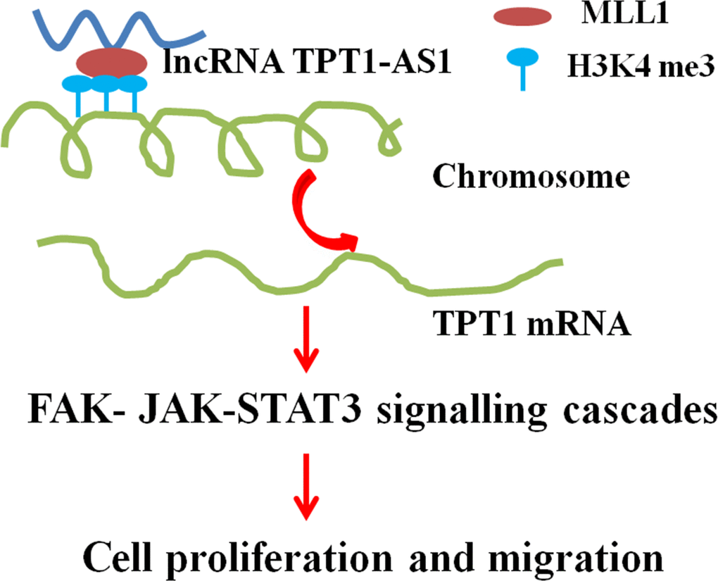 A proposed model for illustrating the function and mechanism of TPT1-AS1 in CRC growth and metastasis.