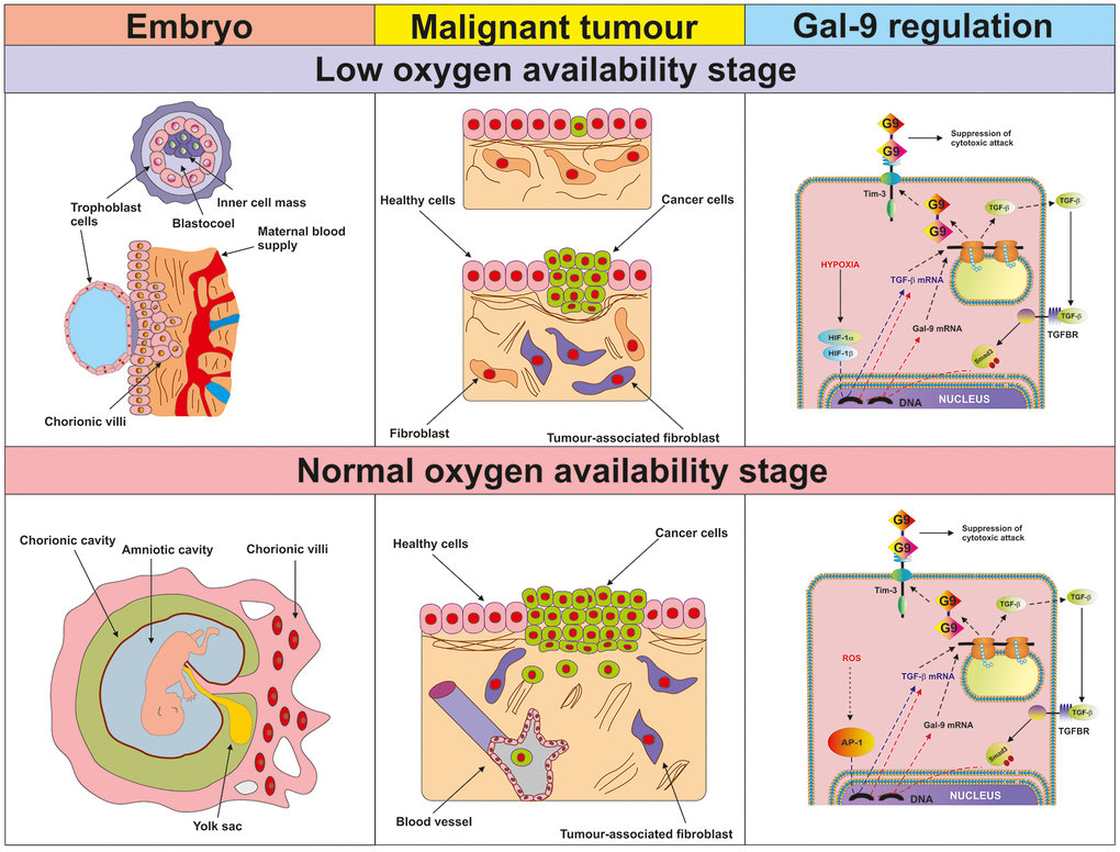 Proposed mechanism of the regulation of galectin-9 expression in human cancer and embryonic stage at low and normal oxygen availability stages. The figure depicts the key processes taking place in embryonic development and malignant tumour growth during the initial low oxygen availability (hypoxic) stage and later (normal oxygen availability) stages. The studied biochemical events are demonstrated in the right-hand panel. During the hypoxic stage, HIF-1 induces TGF-β expression, which then displays autocrine activity and triggers galectin-9 expression in a Smad3-dependent manner. During the normal oxygen availability stage, AP-1 contributes to TGF-β expression but it is also self-triggered by TGF-β. Galectin-9 upregulation is perpetually induced by the TGF-β-Smad3 pathway.