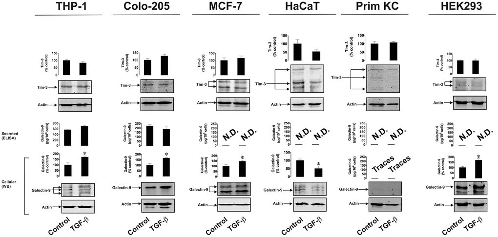 TGF-β induces galectin-9 expression in human cancer and embryonic but not healthy cells. THP-1 (AML), Colo-205 (colorectal cancer), MCF-7 (breast cancer) HaCaT (keratinocytes), primary human keratinocytes (Prim KC) as well as HEK293 (human embryonic kidney cells) were exposed for 24 to 2 ng/ml human recombinant TGF-β. Levels of cell-associated Tim-3 and galectin-9 as well as secreted galectin-9 were measured. Images are from one experiment representative of four which gave similar results. Data are shown as mean values ± SEM of four independent experiments.* - p vs control.