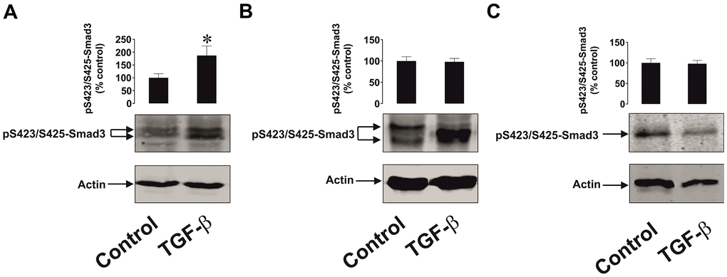 The effects of TGF-β on Smad3 phosphorylation in human cancer and non-malignant cells. (A) MCF-7 (breast cancer), (B) HaCaT (keratinocytes) and (C) primary human keratinocytes were exposed for 24 h to 2 ng/ml TGF-β followed by Western blot analysis of phospho-S423/S425-Smad3 levels. Images are from one experiment representative of four which gave similar results. Data are shown as mean values ± SEM of four independent experiments. * - p 