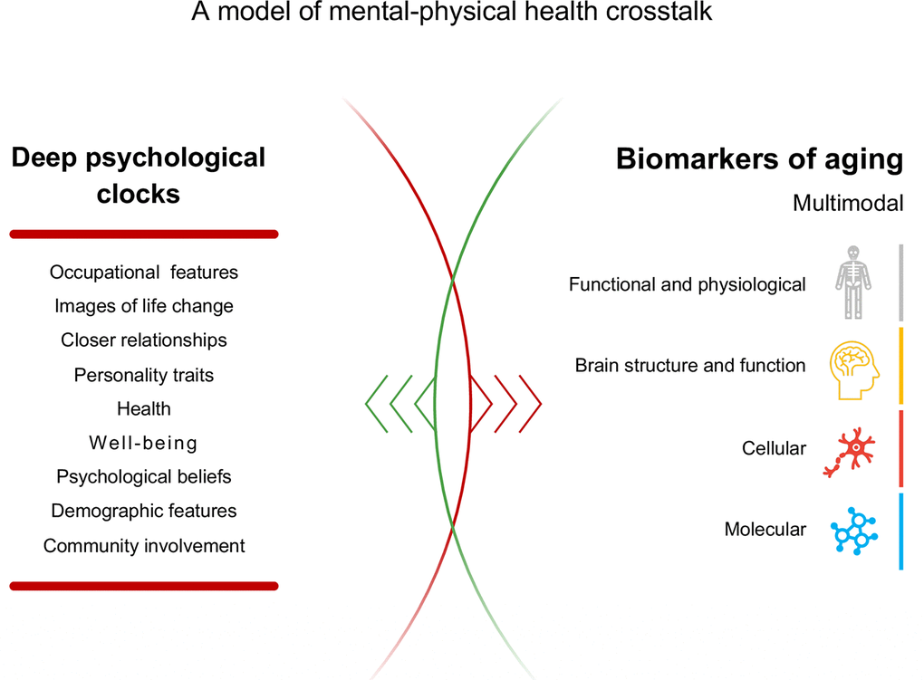A model of mental-physical health crosstalk. One’s mindset may determine the decisions that ultimately affect their health. Interpreting the biological consequences of lifestyle choices in terms of aging has become relatively easy thanks to a wide variety of aging clocks. The psychological drivers behind these choices, however, are poorly understood. For example, it remains unknown how agreeableness or feeling fragile affects mitochondrial upkeep and DNA methylation profiles. The feedback loops that go from molecular level aging biomarkers back to psychological traits are yet another gap in our understanding of aging mechanisms. Deep psychological clocks may help us bridge this gap and bring psychology into the domain of biogerontological studies.