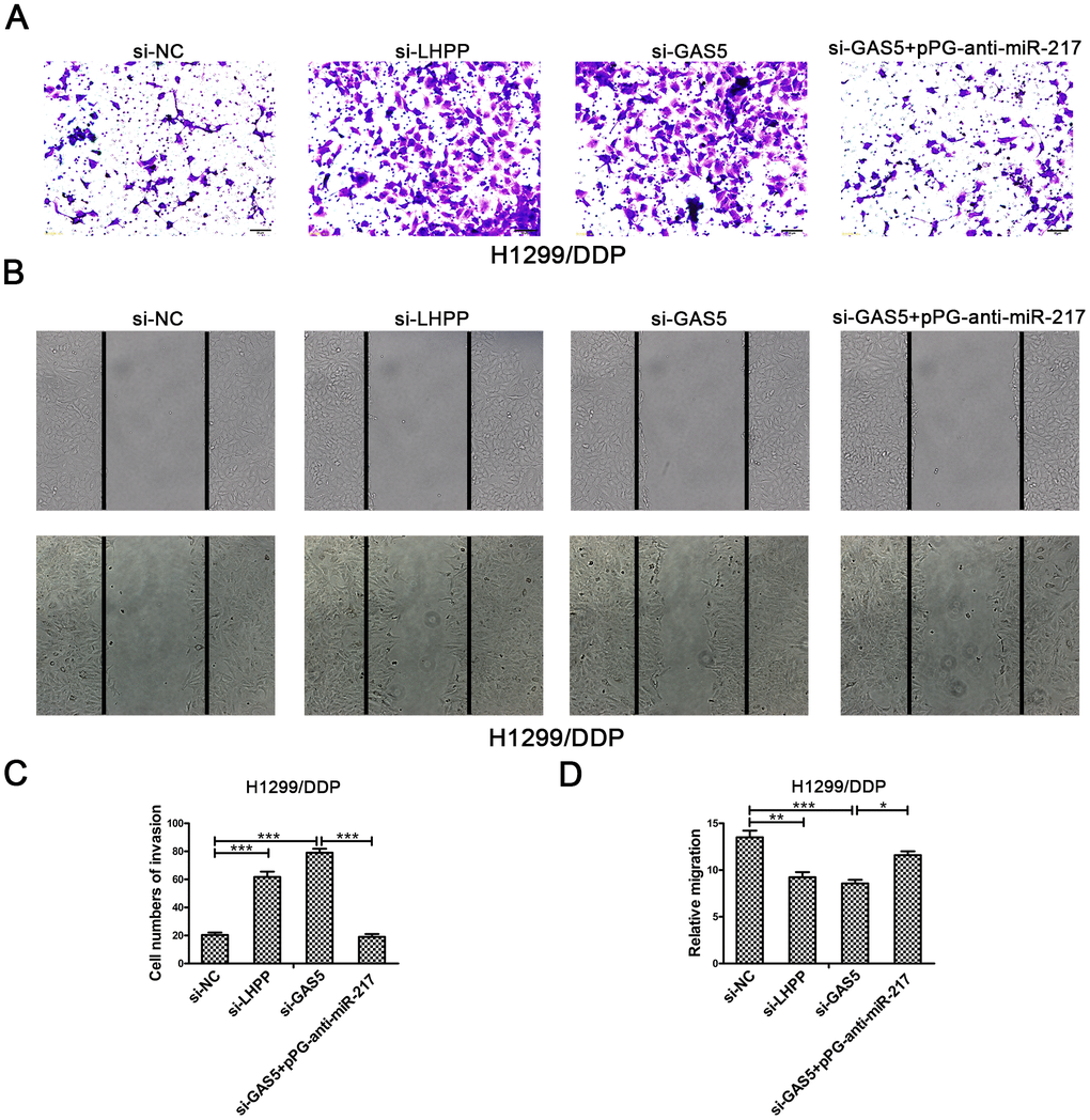 Silencing LHPP or GAS5 promotes cisplatin-resistant NSCLC cell migration and invasion. (A, C) Transwell invasion assays were used to measure the invasion of H1299/DDP cells transfected with si-NC, si-LHPP, si-GAS5 or si-GAS5 + pPG-anti-miR-217. (B, D) Wound healing assays were used to measure the migration of H1299/DDP cells transfected with si-NC, si-LHPP, si-GAS5 or si-GAS5 + pPG-anti-miR-217. *p 