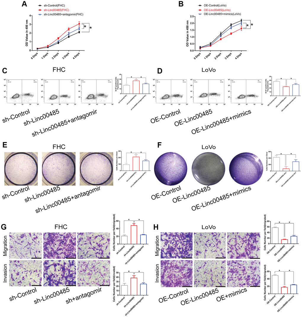 LINC00485 regulates cell proliferation, migration, and invasion by sponging miR-581. (A, B) Cell viability of LINC00485 knockdown FHC cells with or without miR-581 antagomir treatment for 24 h and (B) LINC00485-overexpressed LoVo cells with or without miR-581 mimics treatment for 24 h was evaluated by the CCK-8 assay. (C) The percentage of Ki-67-positive cells in (C) LINC00485 knockdown FHC cells with or without miR-581 antagomir treatment for 24 h was tested by flow cytometry. (D) The percentage of Ki-67-positive cells in LINC00485-overexpressed LoVo cells with or without miR-581 mimics treatment for 24 h was evaluated by flow cytometry. (E, F) Colony forming capability of (E) LINC00485 silenced FHC cells with or without miR-581 antagomir treatment for 24 h and (F) LINC00485-overexpressed LoVo cells with or without miR-581 mimics treatment for 24 h was measured by the colony formation assay. (G, H) The migratory and invasive abilities of (G) LINC00485-silenced FHC cells with or without miR-581 antagomir treatment for 24 h and (H) LINC00485-overexpressed LoVo cells with or without miR-581 mimics for 24 h were detected by Transwell assays. Data was analyzed using the one-way ANOVA with LSD test. Bars were represented as S.D. *PLINC00485; OE, overexpression.