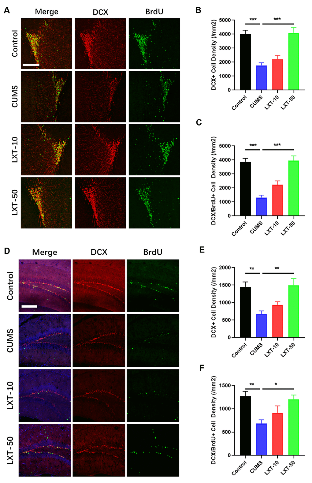 LXT intranasal treatment enhanced adult neurogenesis in hippocampus and olfactory bulbs. (A, D) Confocal image to show the distribution and cell number of DCX+ immature neurons (Red) and BrdU+ (Green) newborn cells in olfactory bulb and hippocampal DG region. (B, C) DCX+ immature neuron cell density and the newborn DCX+/BrdU+ cell density in olfactory bulb was recovered by LXT treatment. (E, F) DCX+ immature neuron cell density and the newborn DCX+/BrdU+ cell density in hippocampal DG region was recovered by LXT treatment.