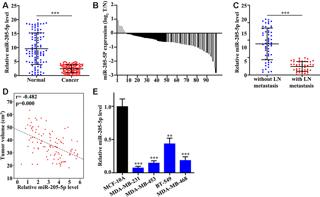 miR-205 is low expressed in TNBC tissues. (A) mRNA abundance analysis of miR-205 in 100 TNBC tissues and paired normal tissues. (B) The sample distribution analysis of the low expression in tumor tissue and adjacent tissues among 100 pairs of specimens. (C) Detection of miR-205 expression in TNBC tissues with or without lymph node metastasis. (D) Relationship analysis between miR-205 expression and tumor volume. (E) qRT-PCR analysis of the miR-205 abundance in breast cancer cell lines and normal breast cell lines. **P