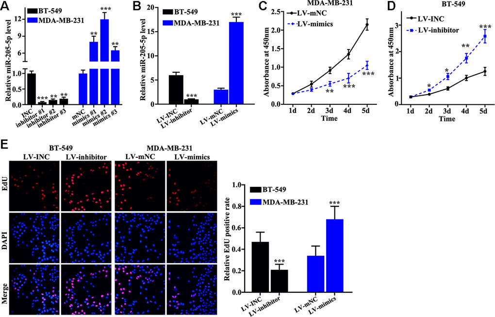 miR-205 inhibits breast cancer cell proliferation. (A) qRT-PCR was used to investigate knockdown efficiency and over-expression efficiency. (B) qRT-PCR was used to identify the effects of miR-205 knockdown treatment in BT-549 cells and miR-205 overexpression treatment in MDA-MB-231 cells. (C) miR-205 overexpression in MDA-MB-231 cells significantly promoted cell proliferation. (D) miR-205 knockdown in BT-549 cells significantly inhibited cell proliferation. (E) edu experiment was employed to study the cell proliferation of miR-205 knockdown treatment in BT-549 cells and miR-205 overexpression treatment in MDA-MB-231 cells. *P