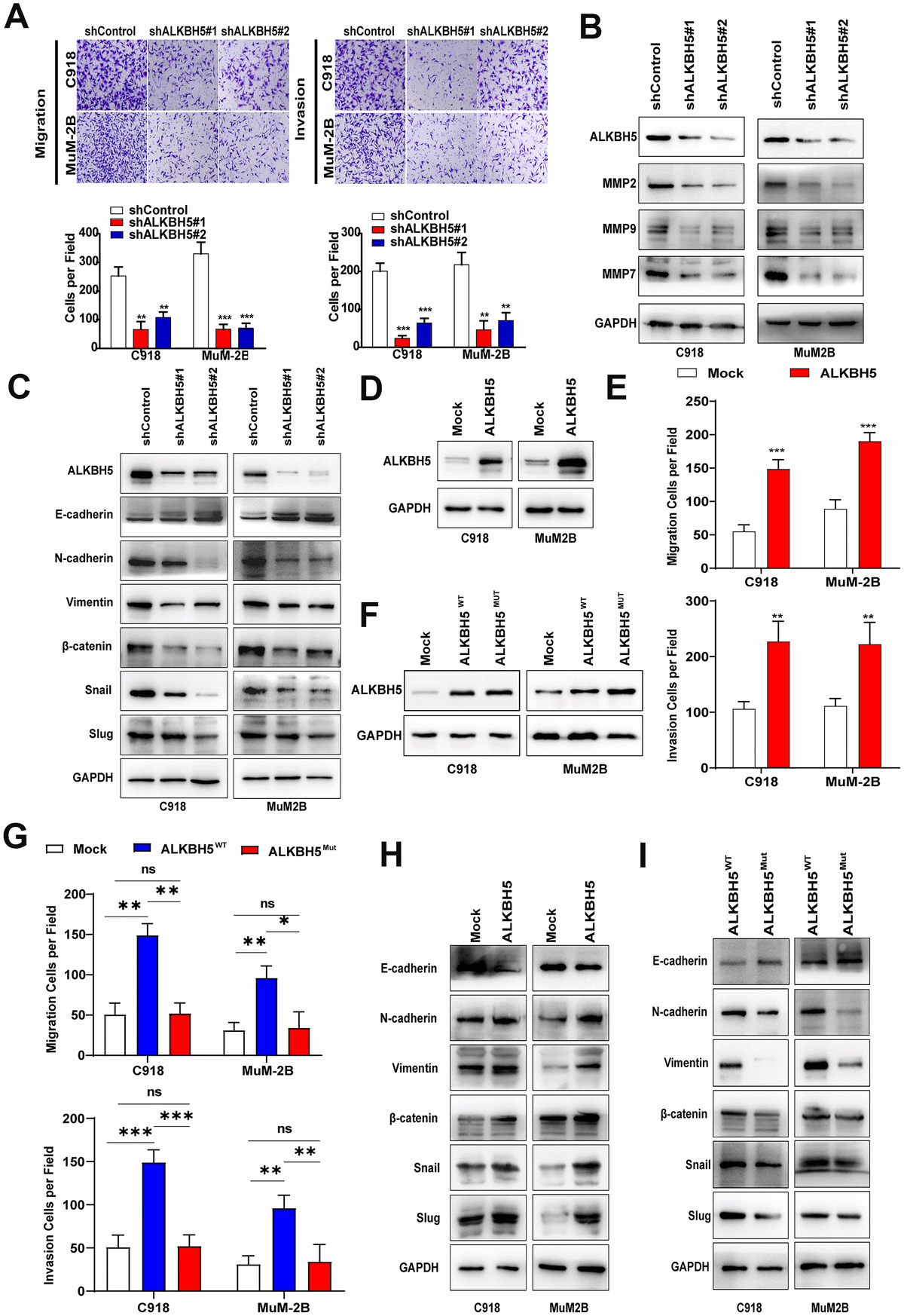 Alkbh5 Mediated M6a Demethylation Of Foxm1 Mrna Promotes Progression Of Uveal Melanoma Figure 7580