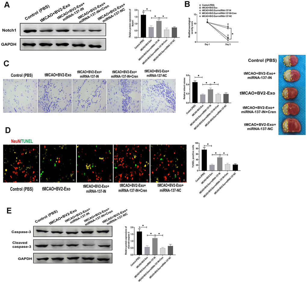 M2-phenotype microglia-derived exosomes (BV2-Exo) attenuated tMCAO-induced neuronal apoptosis through Notch1. (A) Protein expression of Notch1 in brains of mice treated with 1) control, 2) tMCAO plus BV2-Exo, 3) tMCAO plus BV2-Exo+miRNA-137-IN, 4) tMCAO plus BV2-Exo+miRNA-137-IN and Crenigacestat, and 5) tMCAO plus BV2-Exo+miRNA-137-NC, as detected by Western blotting assay. (B) Modified neurological severity score for mice treated with 1) control, 2) tMCAO plus BV2-Exo, 3) tMCAO plus BV2-Exo+miRNA-137-IN, 4) tMCAO plus BV2-Exo+miRNA-137-IN and Crenigacestat, and 5) tMCAO plus BV2-Exo+miRNA-137-NC. (C) Relative infarct volume in brains of mice treated with 1) control, 2) tMCAO plus BV2-Exo, 3) tMCAO plus BV2-Exo+miRNA-137-IN, 4) tMCAO plus BV2-Exo+miRNA-137-IN and Crenigacestat, and 5) tMCAO plus BV2-Exo+miRNA-137-NC, displayed as brain cresyl violet staining and brain tissues of ischemic mice treated with indicated treatments. Yellow dotted boxes represent the infarct areas. (D) Double-staining of NeuN/TUNEL in brain sections of mice treated with 1) control, 2) tMCAO plus BV2-Exo, 3) tMCAO plus BV2-Exo+miRNA-137-IN, 4) tMCAO plus BV2-Exo+miRNA-137-IN and Crenigacestat, and 5) tMCAO plus BV2-Exo+miRNA-137-NC. Red color indicated NeuN and green color indicated TUNEL staining. Scale bar = 25 μm. (E) Protein expression of caspase-3 and cleaved caspase-3 in brains of mice treated with 1) control, 2) tMCAO plus BV2-Exo, 3) tMCAO plus BV2-Exo+miRNA-137-IN, 4) tMCAO plus BV2-Exo+miRNA-137-IN and Crenigacestat, and 5) tMCAO plus BV2-Exo+miRNA-137-NC, as detected by Western blotting assay. Data are presented as mean±SD. *, p