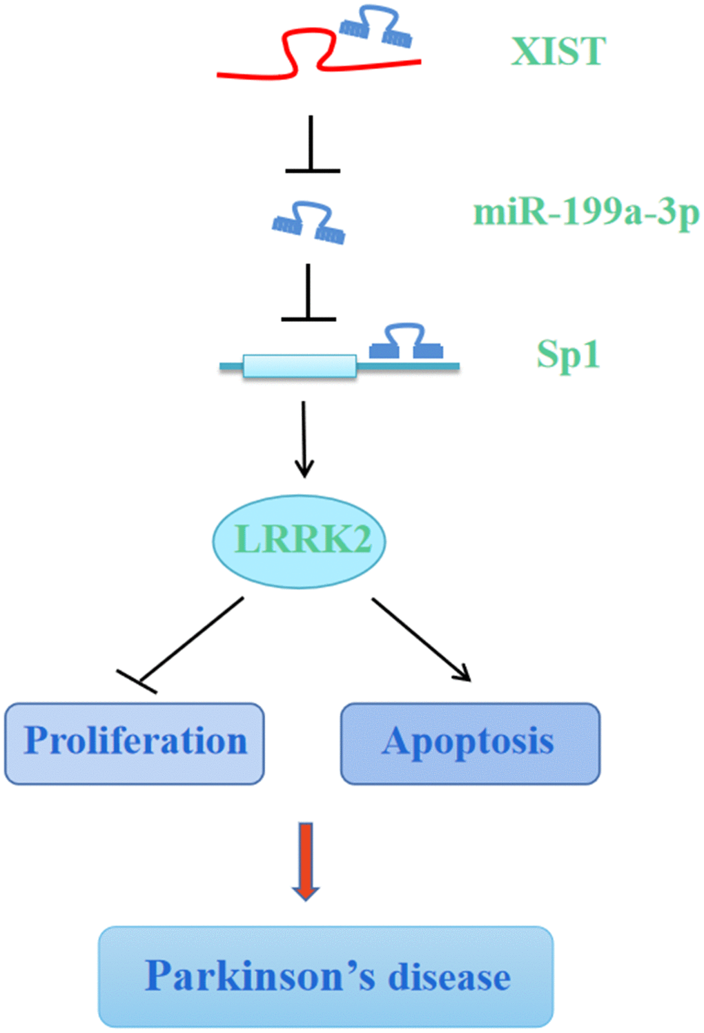 Graphic depiction of the conclusion from the present study. LncRNA XIST sponges miR-199a-3p to upregulate Sp1/LRRK2 axis to accelerate PD progression by inhibition of cell proliferation and promotion of cell apoptosis.