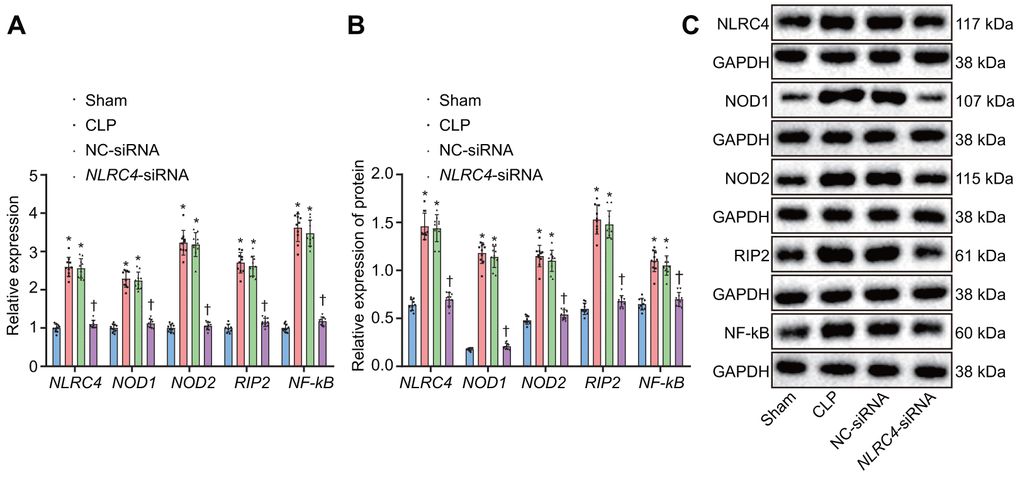 Silencing of NLRC4 inactivates the NLR pathway in mouse lung tissues. (A) The mRNA expression of NLRC4, NOD1, NOD2, RIP2, and NF-κB in DCs determined by RT-qPCR. (B) The protein expression of NLRC4, NOD1, NOD2, RIP2, and NF-κB normalized to GAPDH in DCs measured by Western blot analysis. (C) Western blot bands of NLRC4, NOD1, NOD2, RIP2, and NF-κB in different transfection groups. N = 10. * p p 