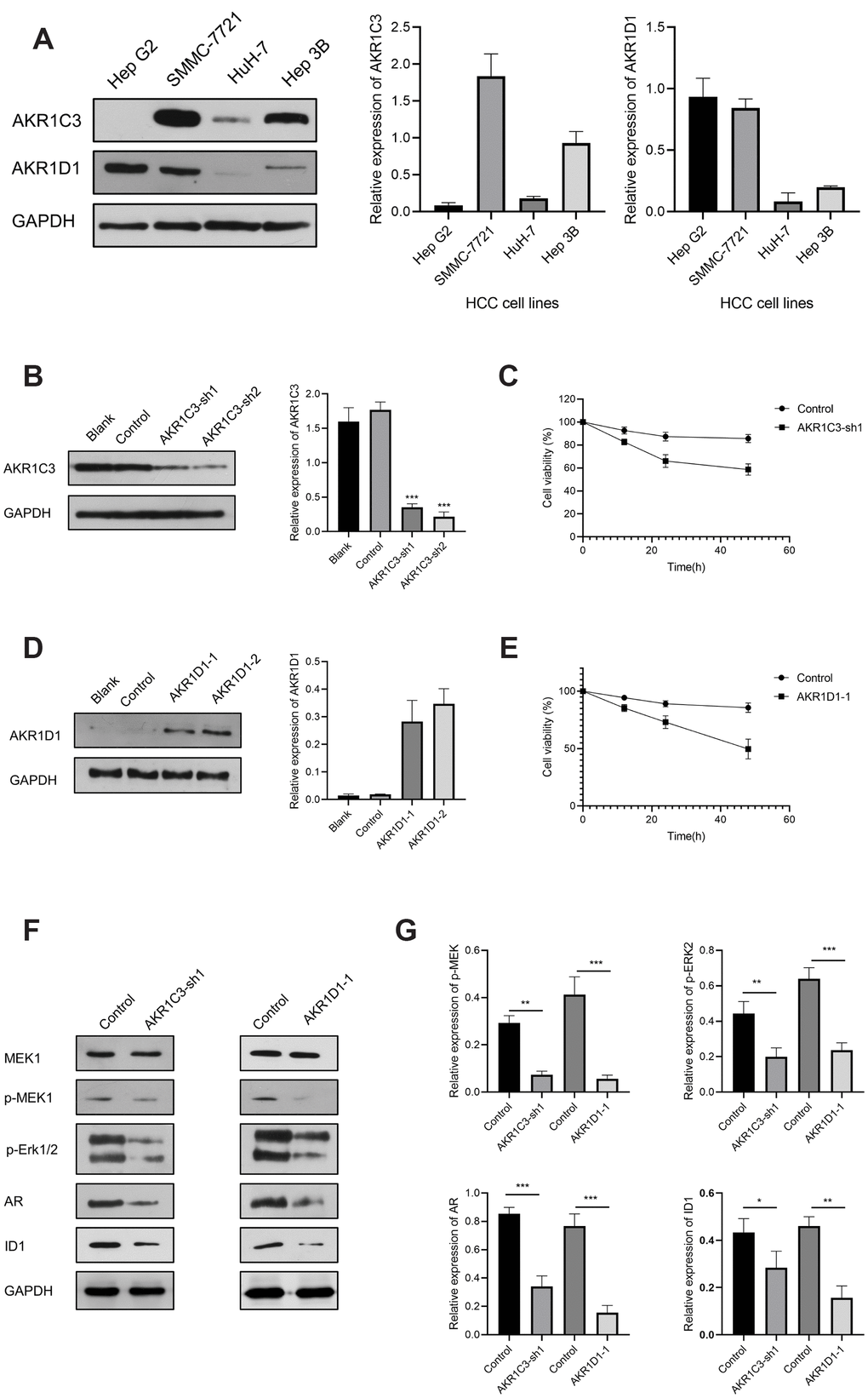 The results of AKR1C3 and AKR1D1 lentiviral transfection. (A) Relative protein expression of AKR1C3 and AKR1D1 in HCC cell lines. (B) The protein level of AKR1C3 in SMMC-7721 cells after the knockdown. (C) The cell viability of sh-AKR1C3 and control groups. (D) The protein level of AKR1D1 in HuH-7 cells after overexpression. (E) The cell viability of AKR1D1-1 and control groups. (F, G) The protein levels of MEK1, p-MEK1, p-Erk1/2, AR, and ID1 in the AKR1C3 knockdown and AKR1D1 overexpression cells.