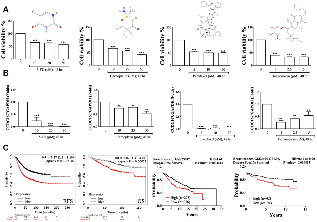 Drug testing for breast cancer cell lines and the survival of breast cancer patients. (A) Fluorouracil (5-Fu), carboplatin, paclitaxel, and doxorubicin treatments resulted in decreased cellular growths in MTT assays of MCF-7 cells. (B) Coiled-coil domain-containing protein 167 (CCDC167) mRNA alterations when treated with 5-Fu, carboplatin, paclitaxel, and doxorubicin for 2 days. (* pC) Correlation of CCDC167 recurrence-free survival and overall survival in Kaplan-Meier Plotter, using the GSE25307 dataset for recurrence-free survival and the GSE3494-GPL97 dataset for disease-specific survival in breast cancer patients. The red lines indicate high transcriptional expression levels of CCDC167, whereas the black lines indicate low expression levels. The plots also display hazard ratios (HRs), with 95% confidence intervals (CIs) and log-rank p values. High expression levels of CCDC167 predicted poor prognoses.