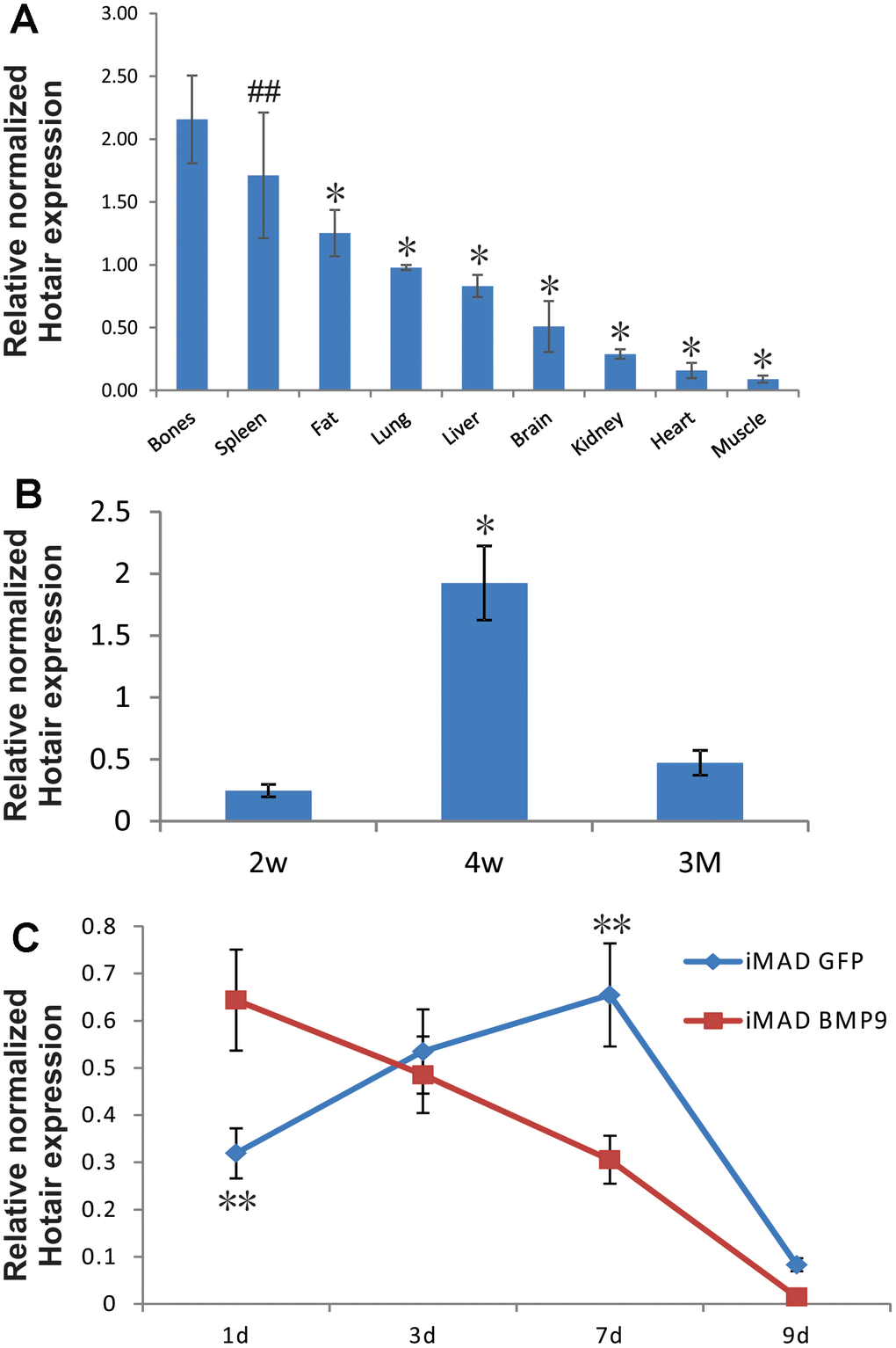 Endogenous expression of HOTAIR in different tissues of mice and in MSCs undergoing osteogenic differentiation. (A) Bones exhibit higher expression of HOTAIR than most other tissues. Total RNA from different tissues of 4-week-old male CD1 mice (N=5) was extracted and subjected to reverse transcription followed by TqPCR analysis. Reactions were done in triplicate. “##” p > 0.05, bones vs spleen, “*” p B) Expression of HOTAIR in femurs was peaked at 4-week, a fast growing period for mice skeleton. Total RNA from different ages of CD1 mice femurs (N=5) was extracted and subjected to reverse transcription followed by TqPCR analysis. Reactions were done in triplicate. “*” p C) Endogenous expression of HOTAIR in iMADs is up-regulated during osteogenic differentiation and quickly dropped in the late stage, and BMP9 could potentially bring forward the peak of HOTAIR expression. Subconfluent iMAD cells were infected with Ad-GFP or Ad-BMP9. Total RNA was isolated at 48 h and subjected to TqPCR analysis using gene-specific primers for mouse HOTAIR. Gapdh was used as a reference gene. Reactions were done in triplicate. “**” p 