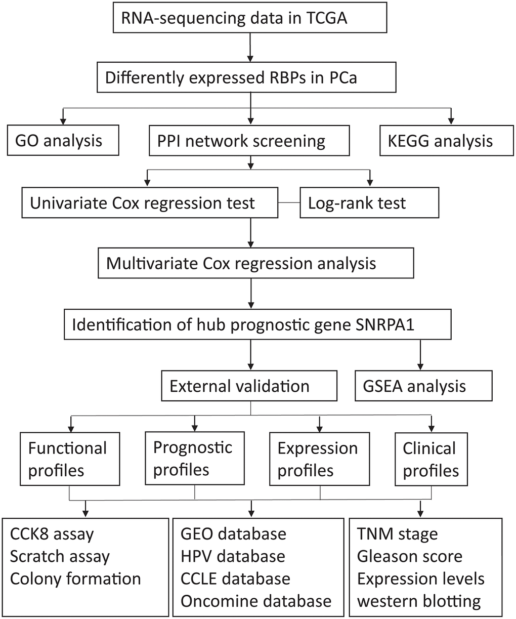 The flow diagram of the stud. TCGA: The Cancer Genome Atlas; RBPs: RNA-binding proteins; PCa: Prostate cancer; GO: Gene Ontology; PPI: protein-protein interaction; KEGG: Kyoto Encyclopedia of Genes and Genomes; GSEA: Gene Set Enrichment Analysis; HPA: Human Protein Atlas; CCLE: Cancer Cell Line Encyclopedia; GEO: Gene Expression Omnibus.