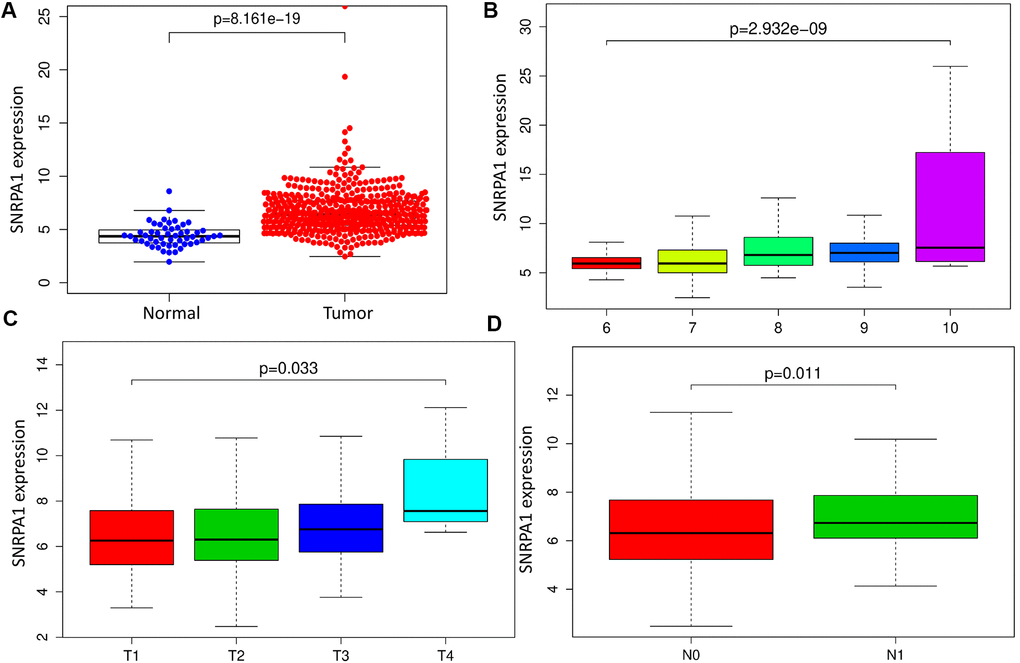 Clinical significance of SNRPA1. (A) SNRPA1 expression between PCa and normal samples. Association between SNRPA1 expression and Gleason score (B), T stage (C) and N stage (D), respectively. PCa: Prostate cancer.