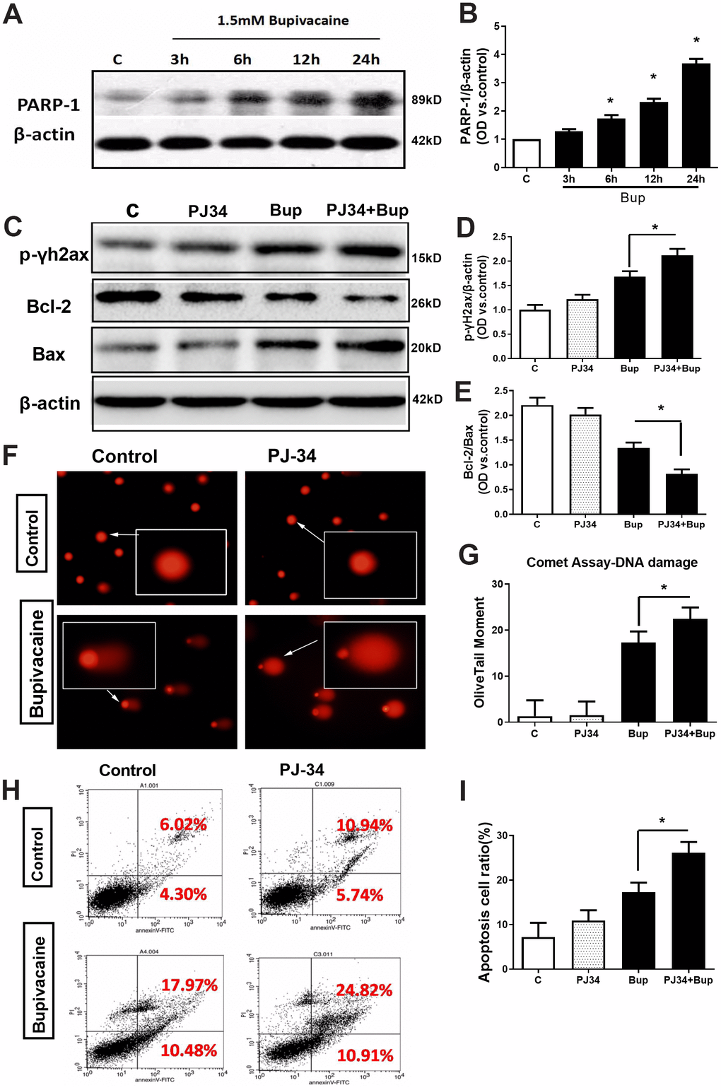 The key DNA repair protein PARP-1 closely participated in the repair of oxidative DNA damage in neurons caused by bupivacaine. In in vitro, the expressions of key repair protein PARP-1 in the BER pathway were significantly increased following bupivacaine-induced neuronal oxidative DNA damage. And, inhibition of PARP-1 expression with PJ34(a specific inhibitor of PARP) significantly aggravated the bupivacaine neurotoxicity. After SH-SY5Y cells were exposed to 1.5mM bupivacaine, the protein expression of PARP-1 (A, B) was increased obviously in a time-dependent manner. In the meantime, the DNA damage was aggravated: The DNA damage marker - phosphorylation level of γ-H2AX was significantly increased (C, D), while the comet assay indicator -the olive tail moment was significantly increased (F, G) in the Bupivacaine group as compared to Control group, which was concomitant with a significant reduction of the ratio of Bcl-2/Bax proteins (C, E) and increases of apoptosis as assessed by flow cytometry (H, I). Data are the mean ± SD of three independent experiments performed in triplicate, (*P 