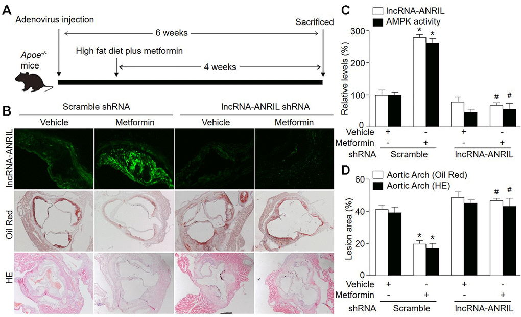 Adenovirus-mediated knockdown of lncRNA-ANRIL prevents the anti-atherosclerotic effects of metformin in Apoe−/− mice. (A) The protocol of animal experiments in Apoe−/− mice. Male Apoe−/− mice were injected with adenovirus containing scramble shRNA or lncRNA-ANRIL shRNA to silence lncRNA-ANRIL gene expression. Two weeks later after injection, mice received western diet plus metformin (150 mg/kg/day) in drinking water for 4 weeks. At the end of experiments, all mice were sacrificed under anesthesia. (B) The aortic root tissue was subjected to fluorescence in situ hybridization to detect lncRNA-ANRIL expression in green and the morphology analysis of aortic root by Oil Red staining and HE staining. (C) The expressional level of lncRNA-ANRIL and AMPK activity in aortic lesion tissue were assayed. (D) Quantitative analysis of atherosclerotic lesion size in aortic root by Oil Red staining and HE staining. N is 10-15 in each group. *Pvs. scramble shRNA alone. #P