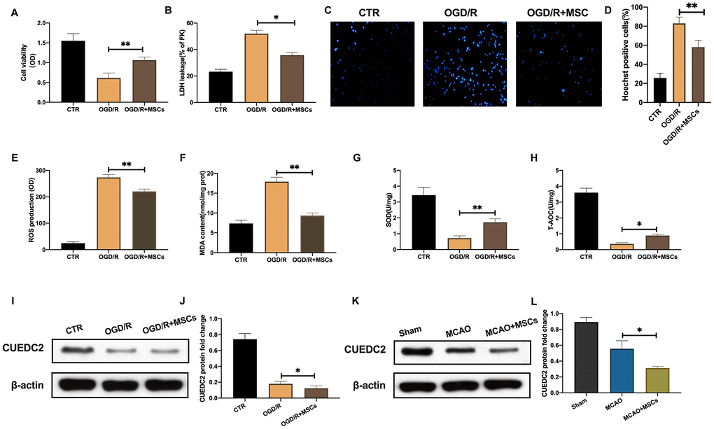 MSCs attenuate cerebral I/R-induced injury in co-cultured neurons. (A) Viability of co-cultured neurons as assessed by MTT assay. (B) Apoptotic cell death in co-cultured neurons as detected by LDH-leakage assay. (C, D) Apoptotic cell death in co-cultured neurons as detected by Hoechst staining. (E) ROS production in co-cultured neurons as detected by DCFH-DA assay. (F) MDA production in co-cultured neurons as evaluated by lipid peroxidation MDA assay. (G) SOD production in co-cultured neurons as determined by WST-8 assay. (H) T-AOC level in co-cultured neurons as detected by ABTS assay. (I, J) CUEDC2 protein expression in co-cultured neurons as assayed by western blotting. (K, L) CUEDC2 protein expression in MSCs-treated brain tissues as assayed by western blotting. CTR, control; CUEDC2: CUE domain-containing 2; OGD/R: oxygen-glucose deprivation (4 hours) and reperfusion (24 hours); MSCs: mesenchymal stem cells; MCAO, middle cerebral artery occlusion. All data are presented as the mean value ± SD. *p