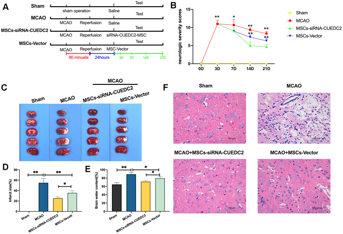 CUEDC2 Ablation Enhances The Efficacy Of Mesenchymal Stem Cells In ...