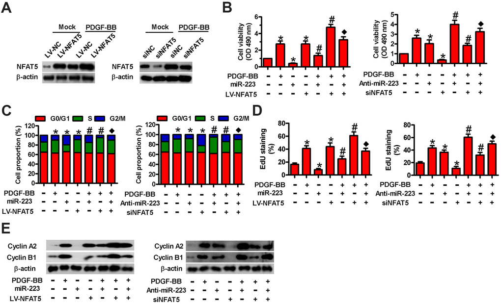 Involvement of NFAT5 in miR-223-elicited proliferative inhibition of PDGF-BB-exposed HASMCs. (A) Serum-deprived HASMCs were infected with LV-NC or LV-NFAT5 or transfected with siNC or siNFAT5 for 24 h, followed by PDGF-BB stimulation for 24 h. Western blot assay was conducted to detect NFAT5 expression. β-actin were used as the endogenous control. (B–E) Serum-deprived HASMCs were co-treated with miR-223 and LV-NFAT5 or anti-miR-223 and siNFAT5 for 24 h, followed by PDGF-BB stimulation for 24 h. (B) MTT, (C) flow cytometry and (D) EdU incorporation assays were carried out to analyze cell viability, cell cycle progression and proliferation. (E) Representative Western blot results of cyclin A2 and cyclin B1. β-actin was used as the endogenous control. The data are shown as mean ± SD of three separate experiments. *P #P ♦P 