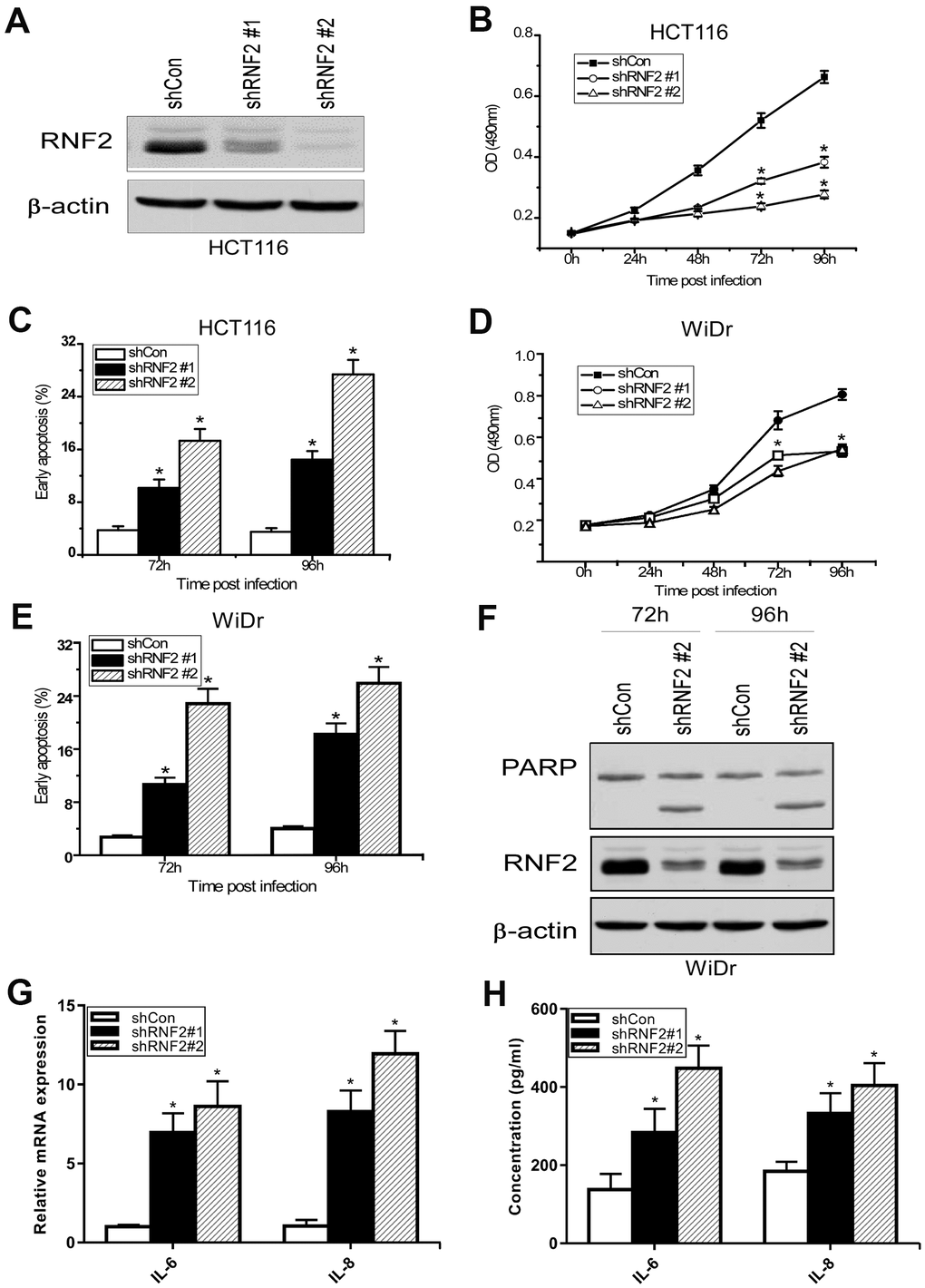 The downregulation of RNF2 inhibited cell proliferation and increased apoptosis in CRC cells. (A) Western blot analysis showing the knockdown efficiency of RNF2 in HCT116 cells that had been infected with shRNA-expressing lentiviruses for 48 hours. (B) MTT assay showing the proliferation of RNF2-knockdown and control HCT116 cells. (C) Apoptosis analysis of RNF2-knockdown and control HCT116 cells. (D) MTT assay showing the proliferation of RNF2-knockdown and control WiDr cells. (E) Apoptosis analysis of RNF2-knockdown and control WiDr cells. (F) Western blot analysis showing the knockdown efficiency of RNF2 and the cleavage of PARP in RNF2-knockdown and control WiDr cells. (G) qRT-PCR analysis showing the mRNA levels of IL-6 and IL-8 in RNF2-knockdown and control HCT116 cells. (H) ELISA assay showing the soluble IL-6 and IL-8 levels in culture media. Three independent experiments were performed and analyzed for B-E. Data represent the mean ± standard deviation. *p