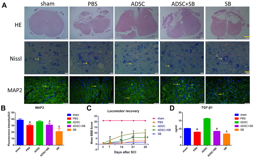 Inhibition of TGF-β1/Smad3 signaling reverses the therapeutic effect of ADSCs on SCI. (A) H&E staining images depicting pathological changes in the rat spinal cord following experimental SCI. Scale bar: 200 μm. Nissl staining analysis of residual neurons in transverse spinal cord sections 3-5 mm away from the injury site. Scale bar: 20 μm. Immunofluorescence analysis of MAP2 expression in injured spinal cord tissue showing reduced neuronal injury after ADSC transplantation. Scale bar: 50 μm. All the samples were obtained 3 days after ADSC transplantation. (B) MAP2 immunofluorescence in injured spinal cord tissue. The increase in MAP2 expression induced by ADSCs transplantation was attenuated by SB431542 treatment. (C) Assessment of locomotor behavior (BBB scale) after spinal cord injury (n=6/group). Results are mean ± SD; differences were evaluated with one-way ANOVA and t-test. *PPD) ELISA analysis of rat serum TGF-β1 levels 3 days after ADSC transplantation/SB administration. *PPP