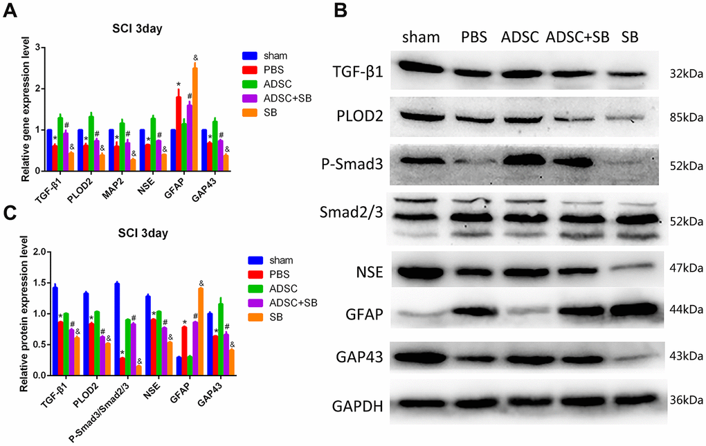 Molecular changes associated with ADSC transplantation in the rat SCI model. (A) Analysis of TGF-β1, PLOD2, MAP2, NSE, GAP43, and GFAP via qRT-PCR in spinal cord samples. (B, C) Western blot analysis of spinal cord samples. Results presented as mean ± SD and evaluated with one-way ANOVA. *PPP