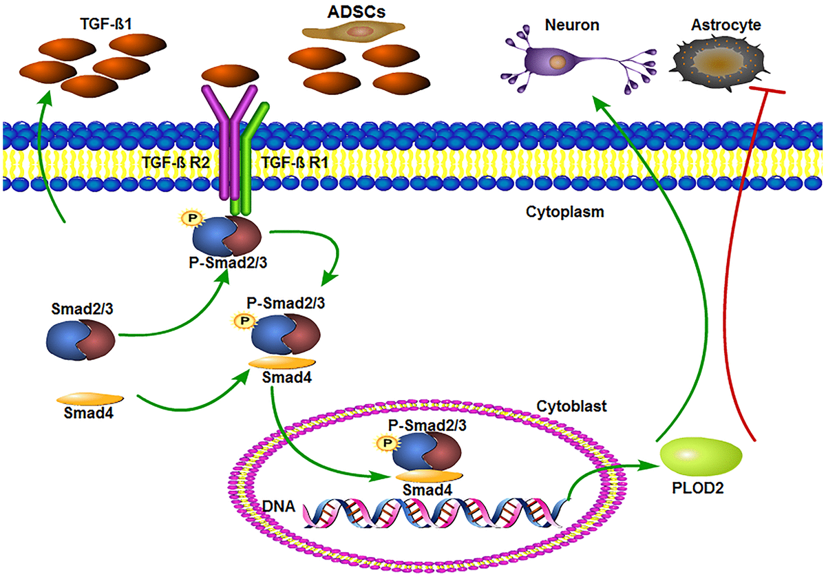 Adipose-derived stromal cells improve functional recovery after spinal ...